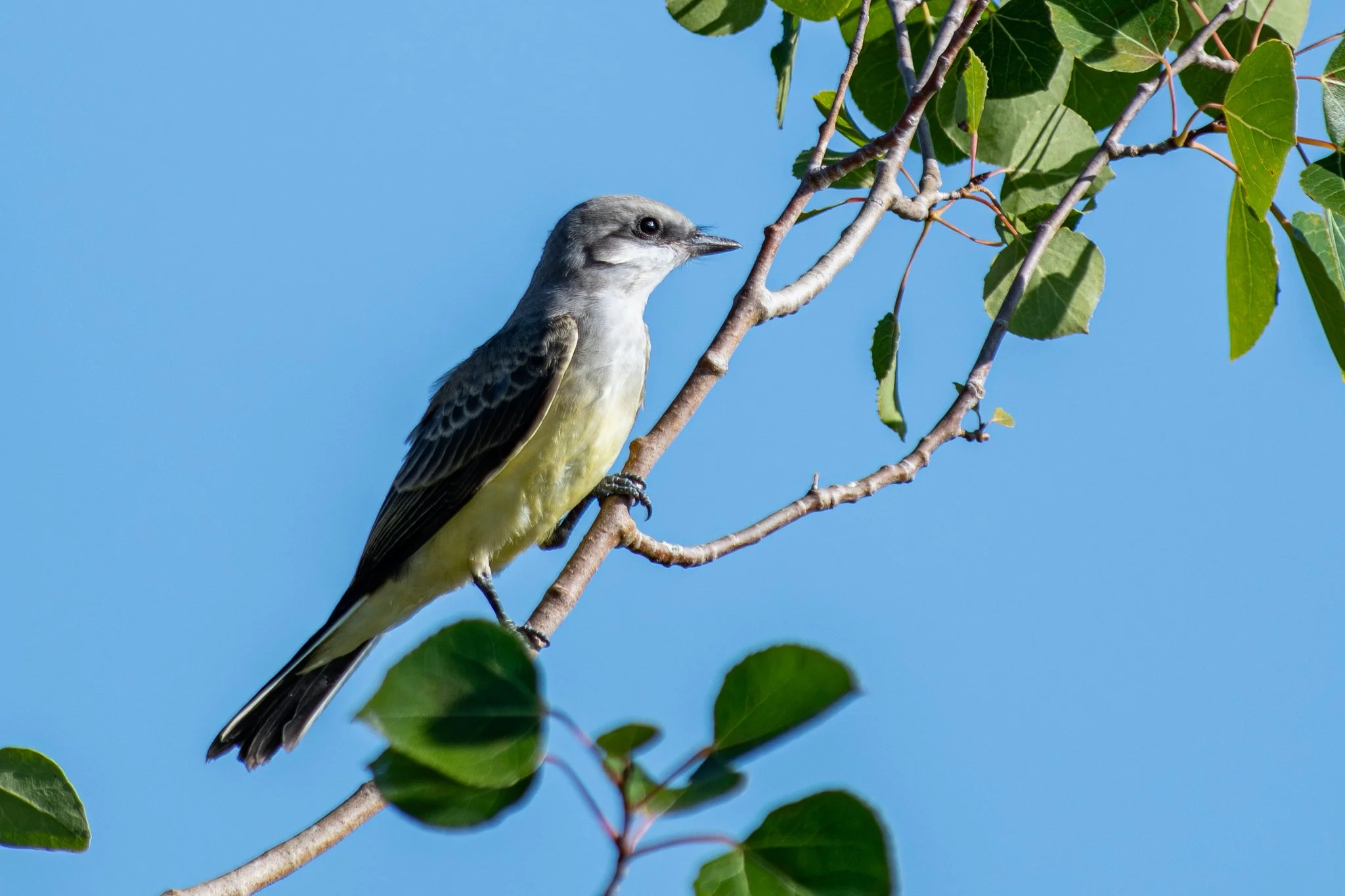 Western Kingbird (Tyrannus verticalis)