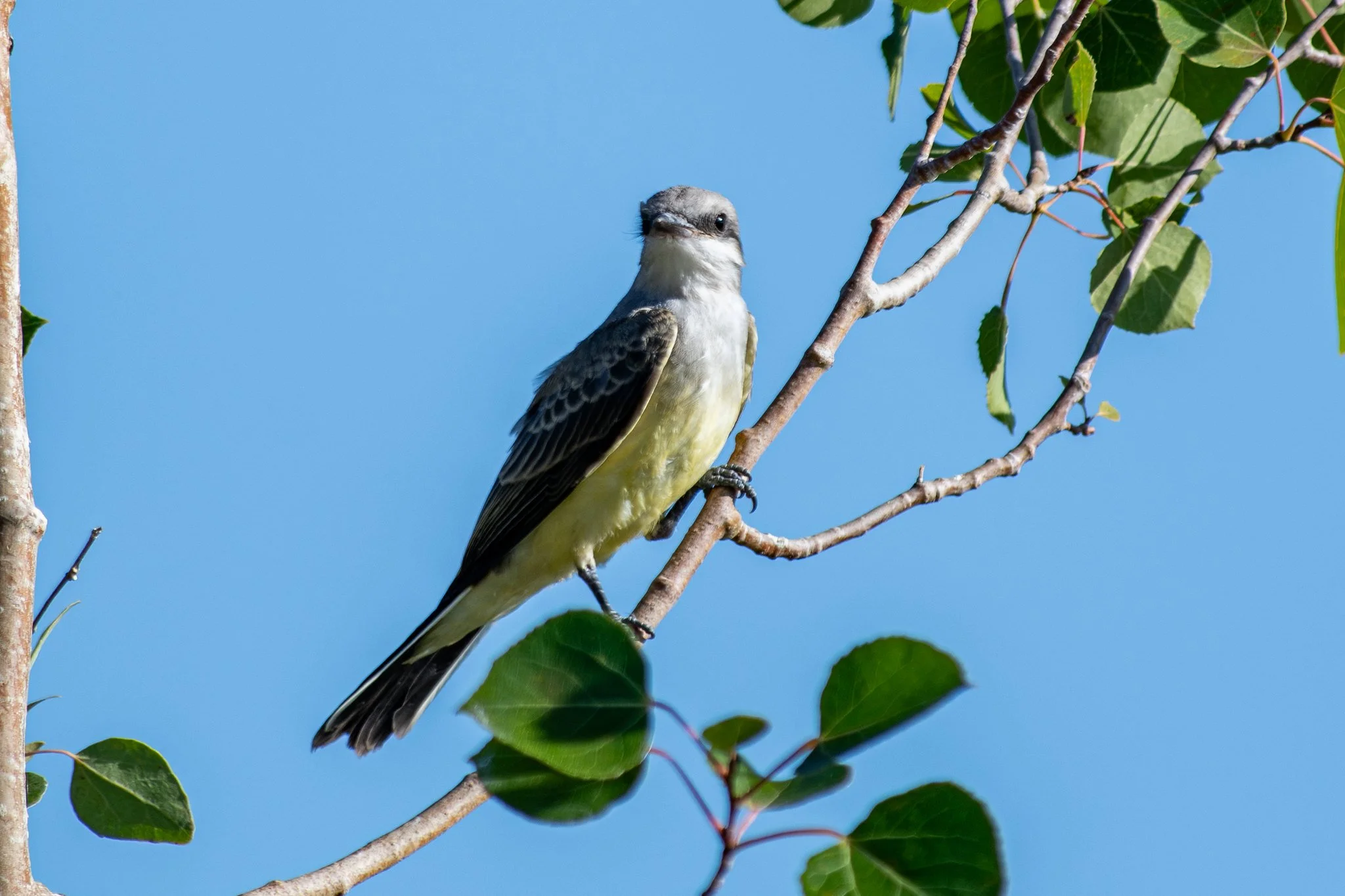 Western Kingbird (Tyrannus verticalis)