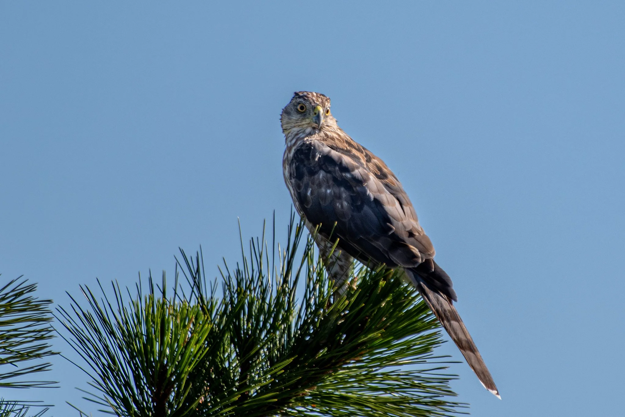 Cooper's Hawk (Astur cooperii)