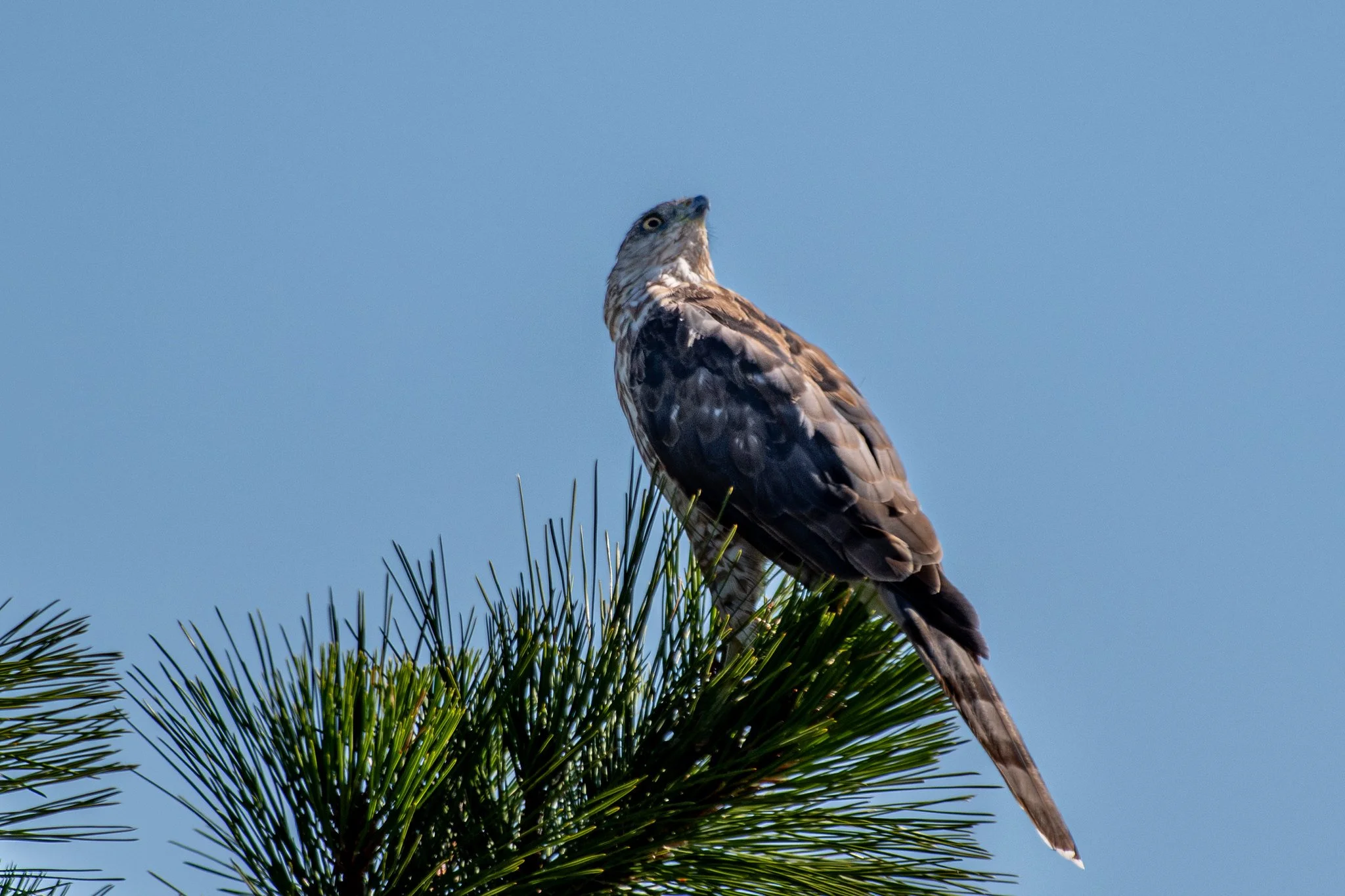 Cooper's Hawk (Astur cooperii)