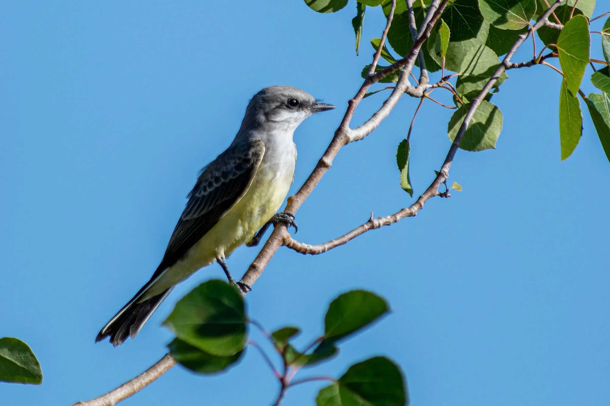 Western Kingbird (Tyrannus verticalis)
