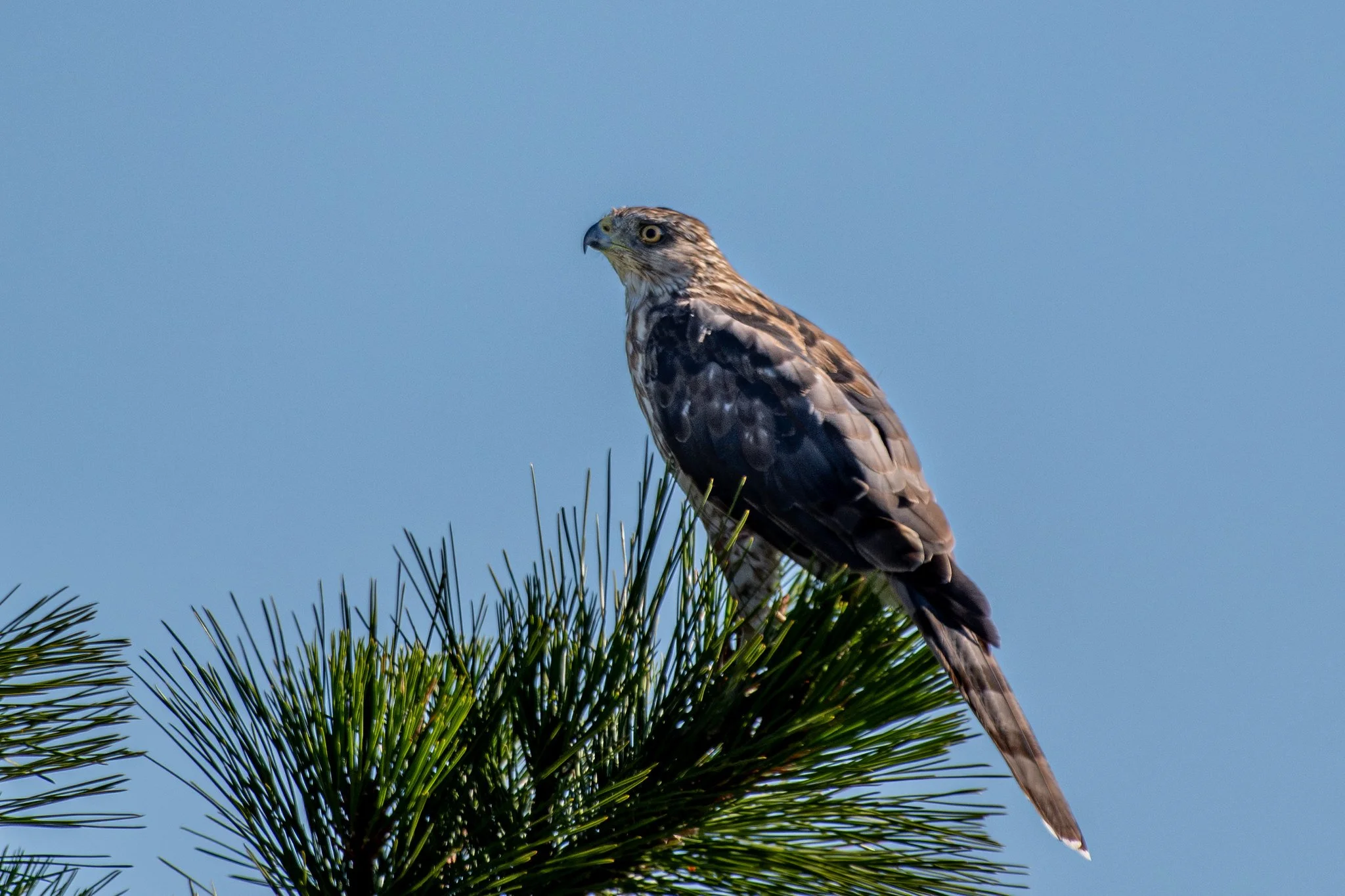 Cooper's Hawk (Astur cooperii)