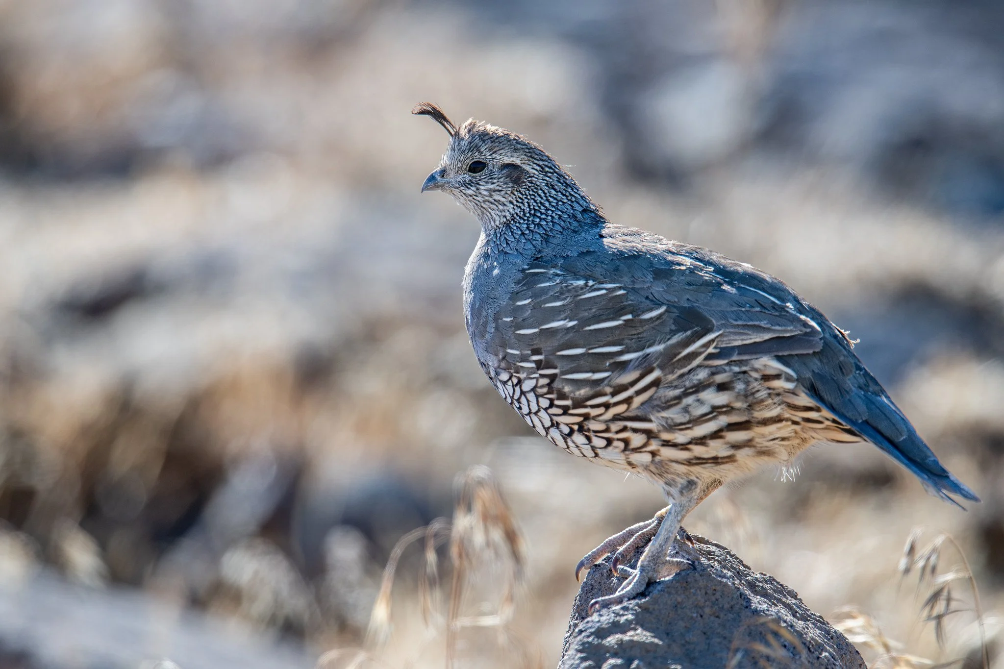 California Quail (Callipepla californica)