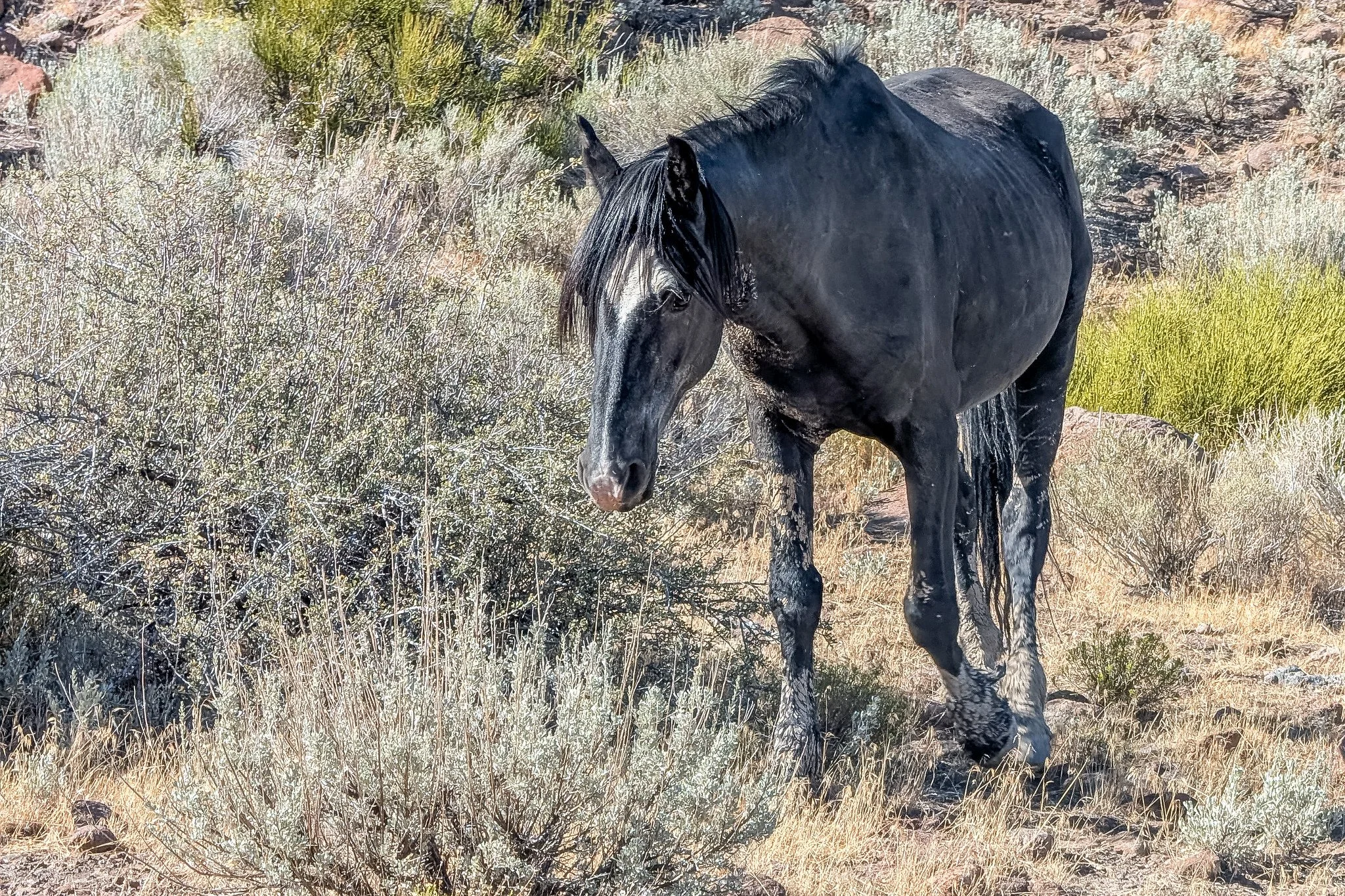 Mustang (Equus ferus caballus)