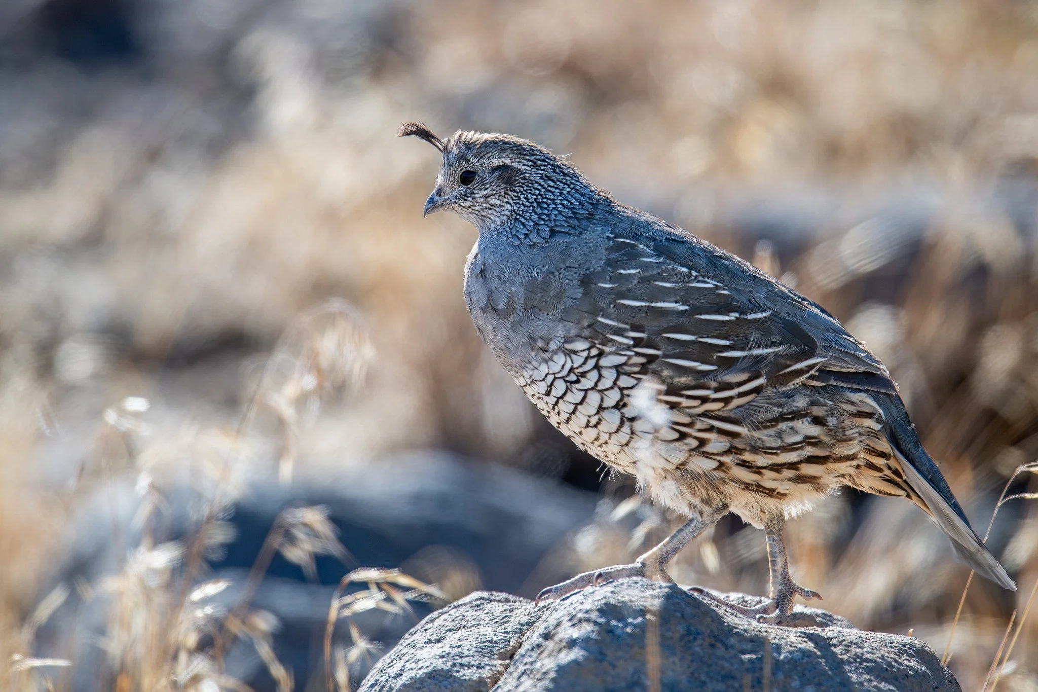 California Quail (Callipepla californica)