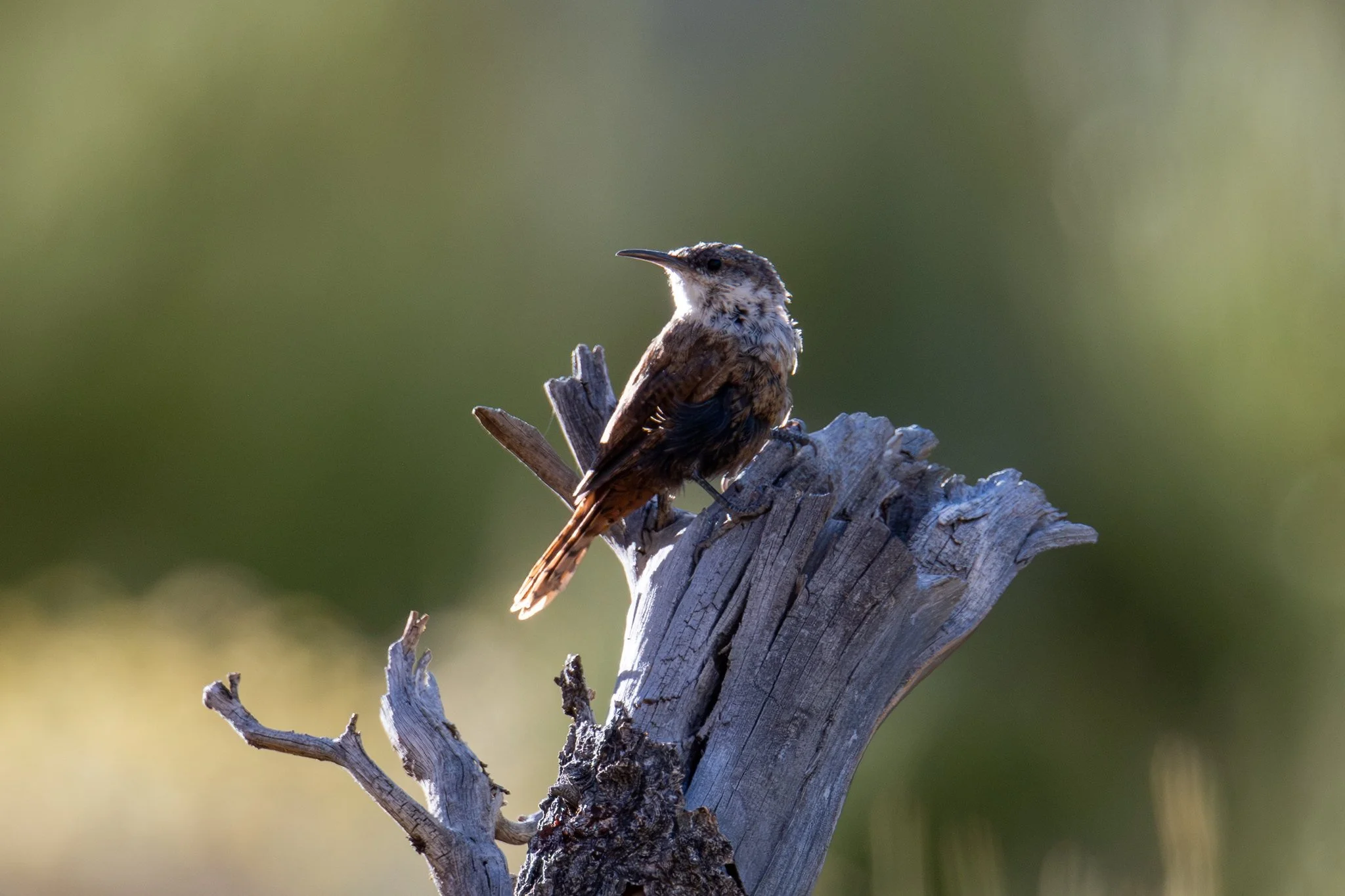 Canyon Wren (Catherpes mexicanus)