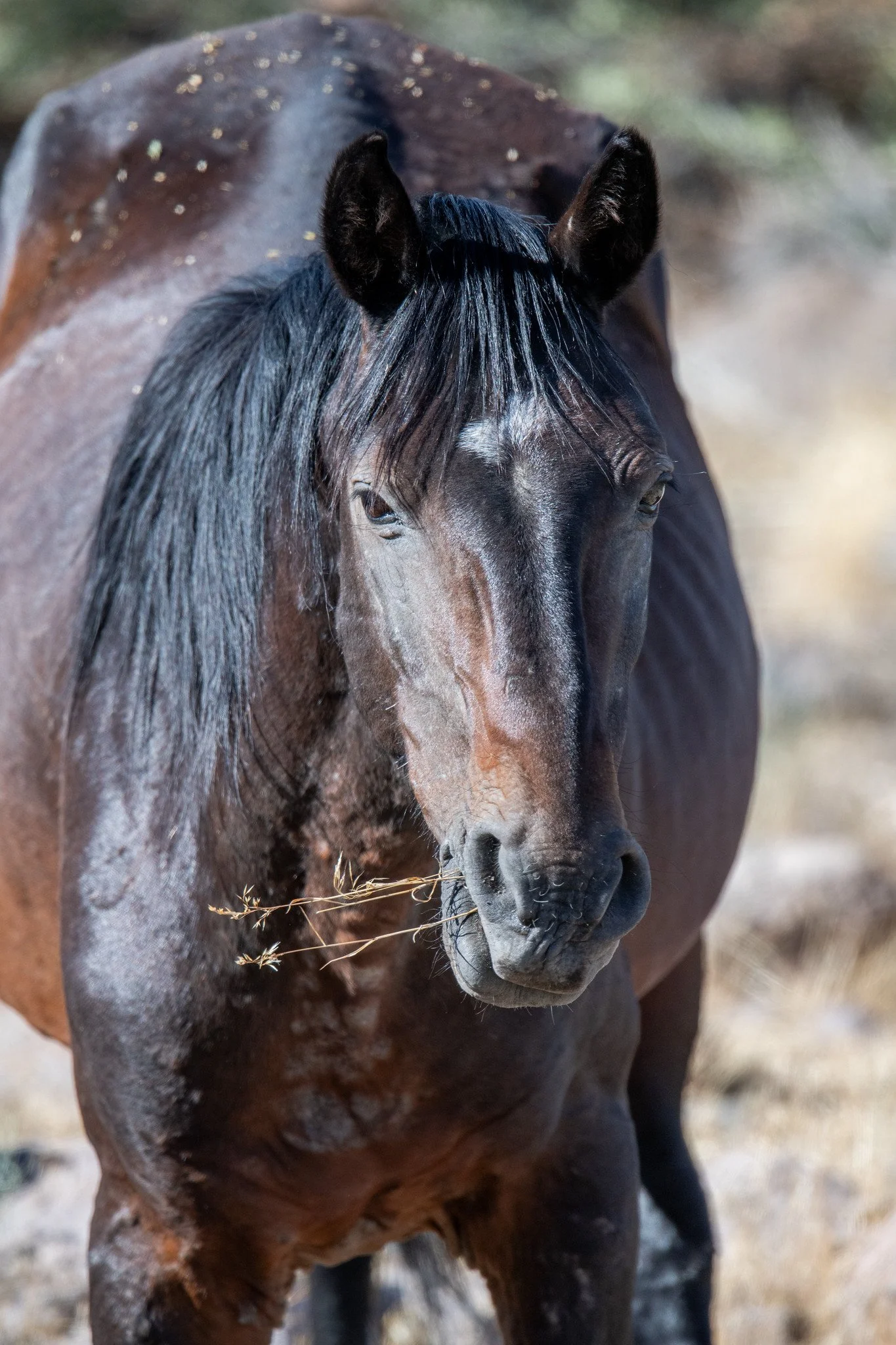 Mustang (Equus ferus caballus)