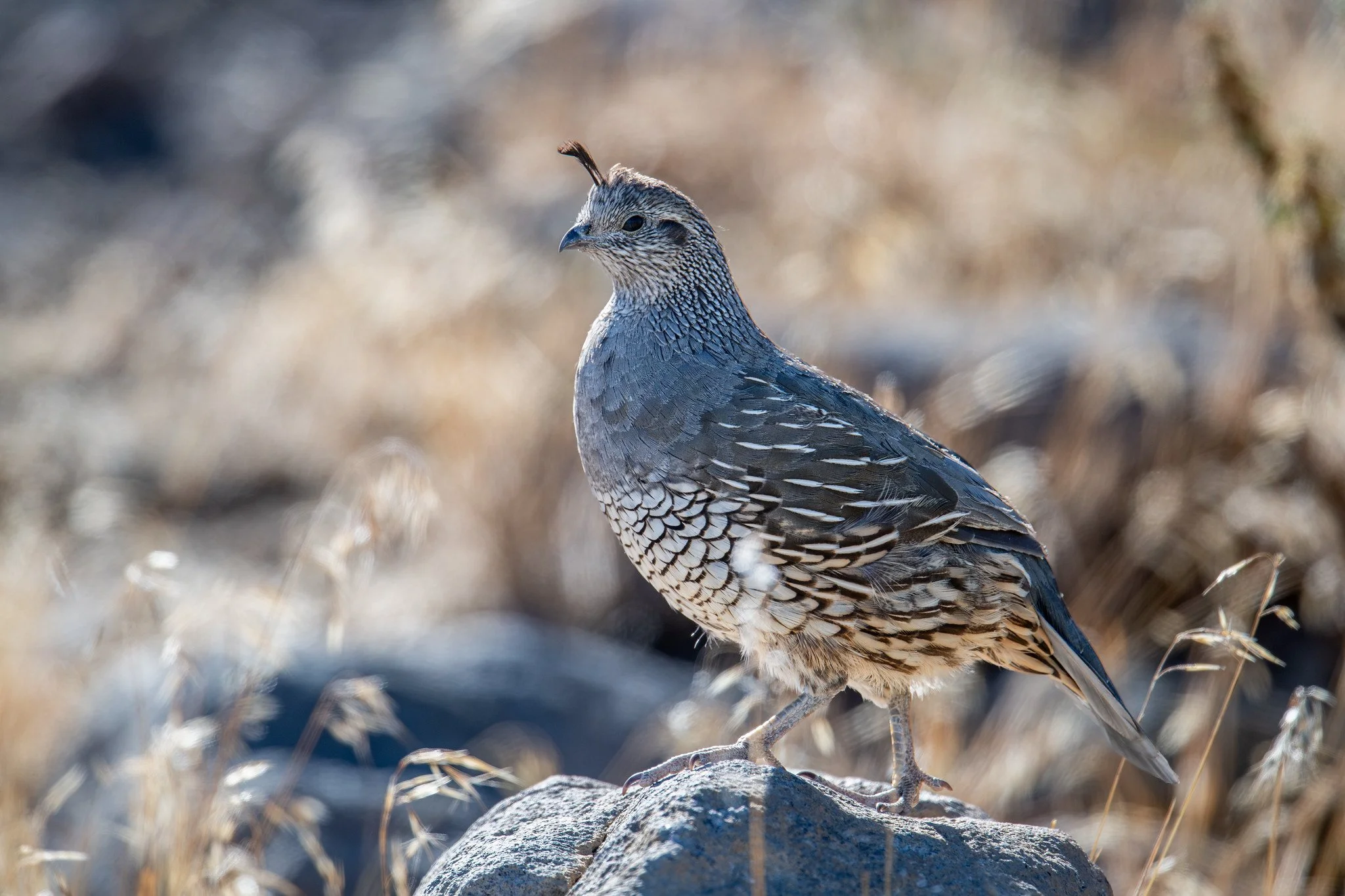 California Quail (Callipepla californica)