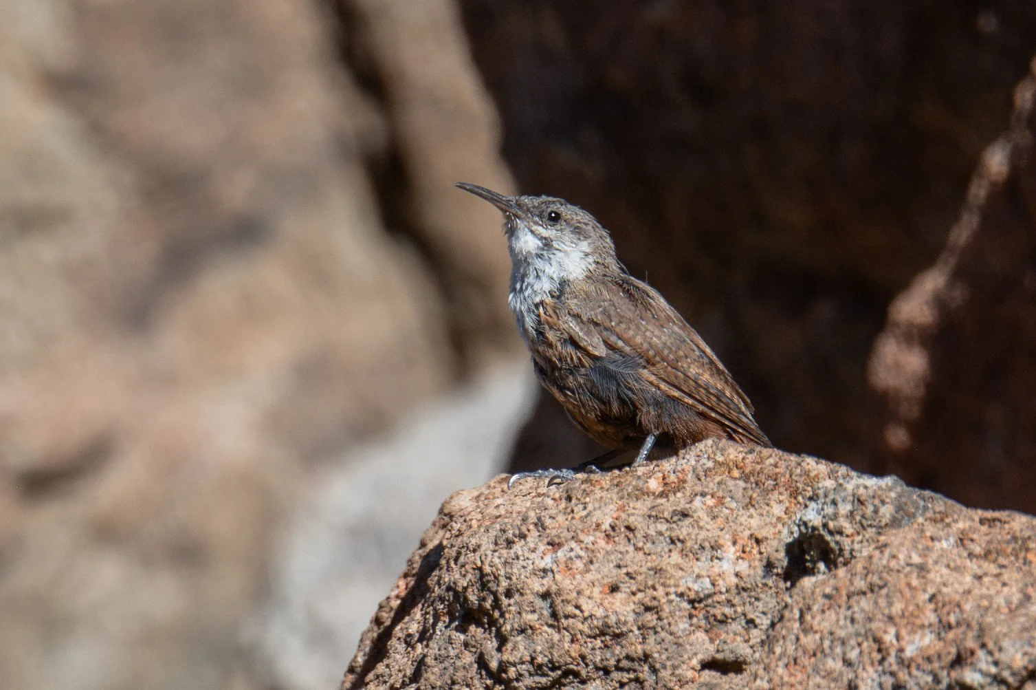 Canyon Wren (Catherpes mexicanus)