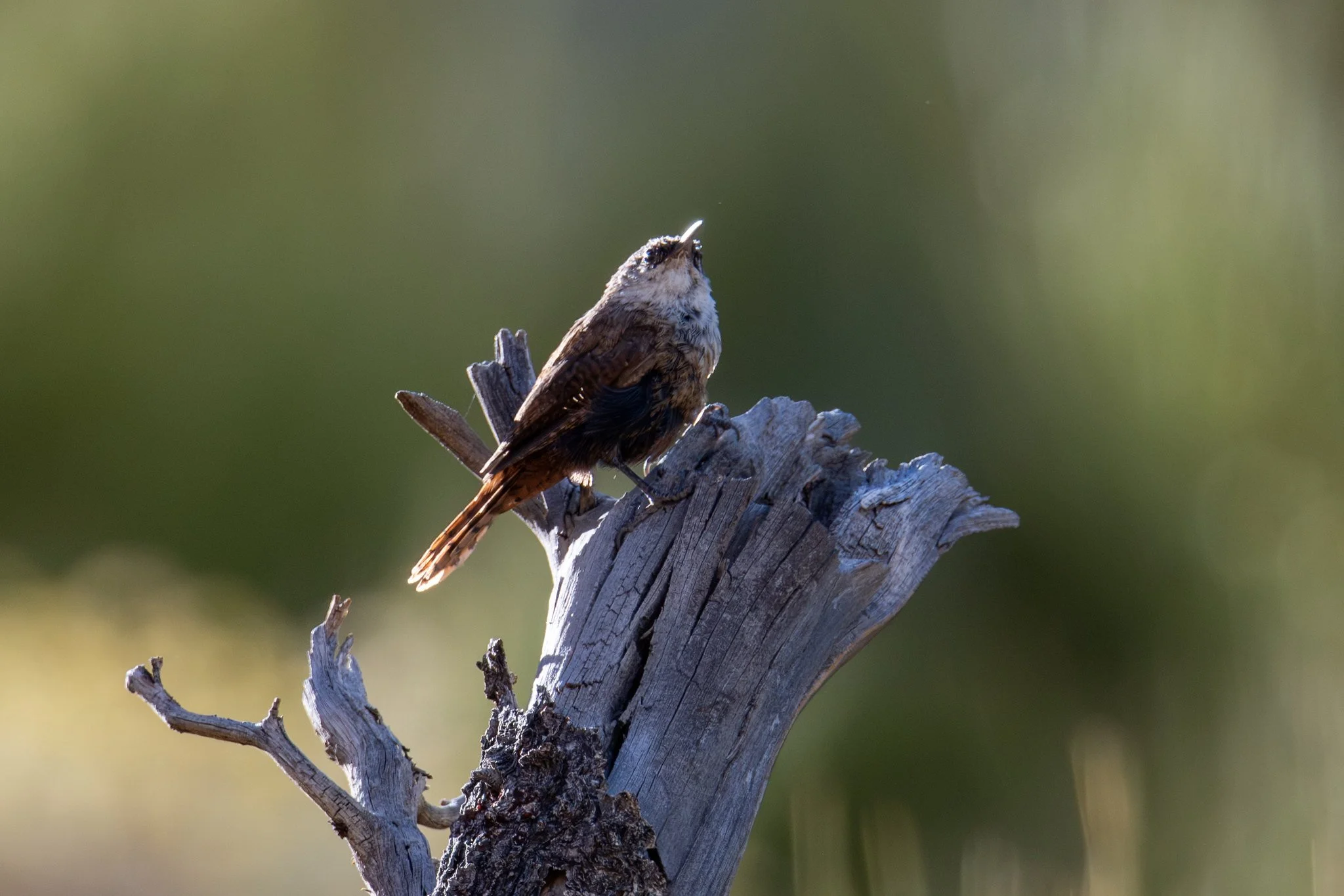 Canyon Wren (Catherpes mexicanus)