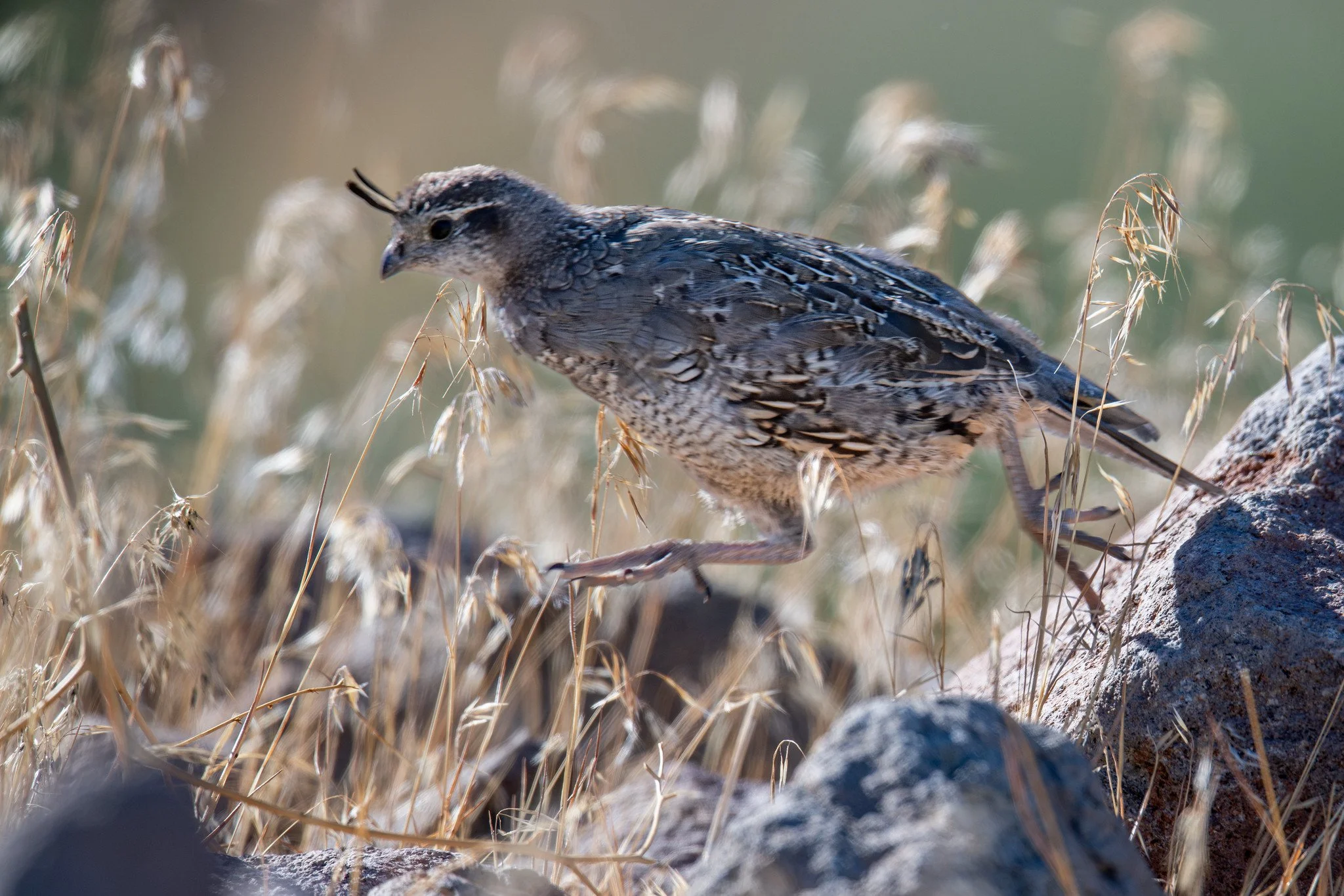 California Quail (Callipepla californica)
