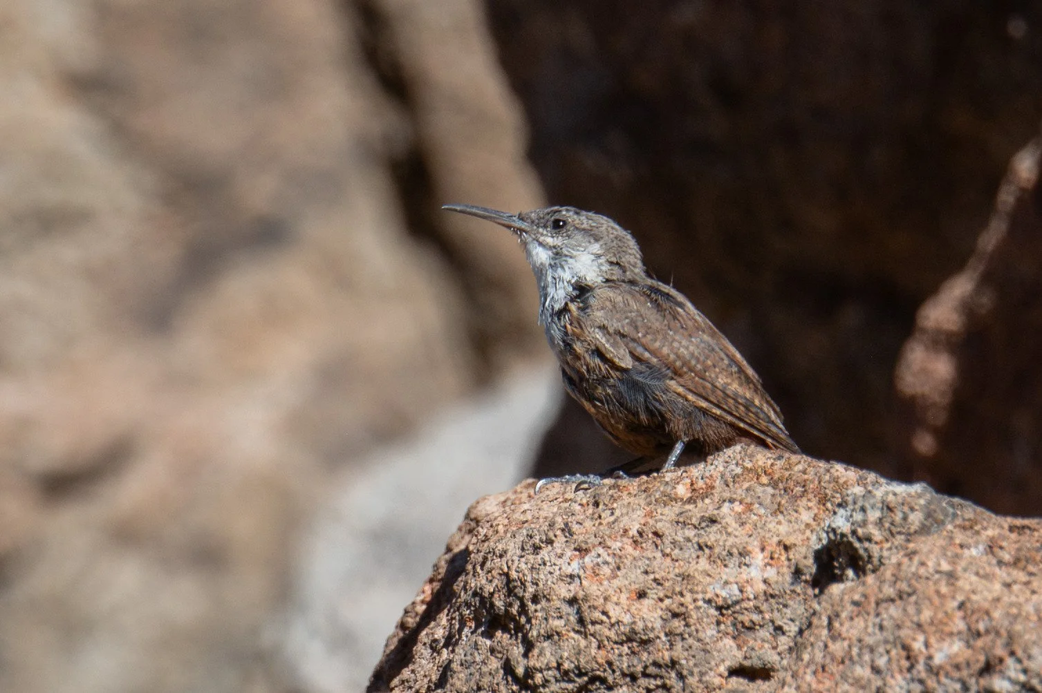 Canyon Wren (Catherpes mexicanus)