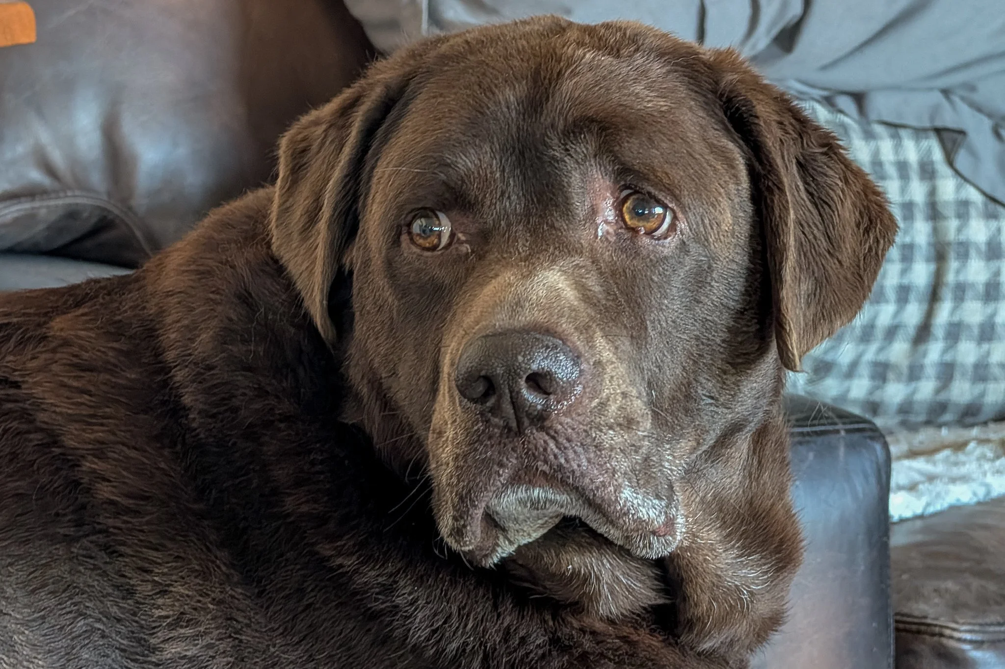Diesel Bear
