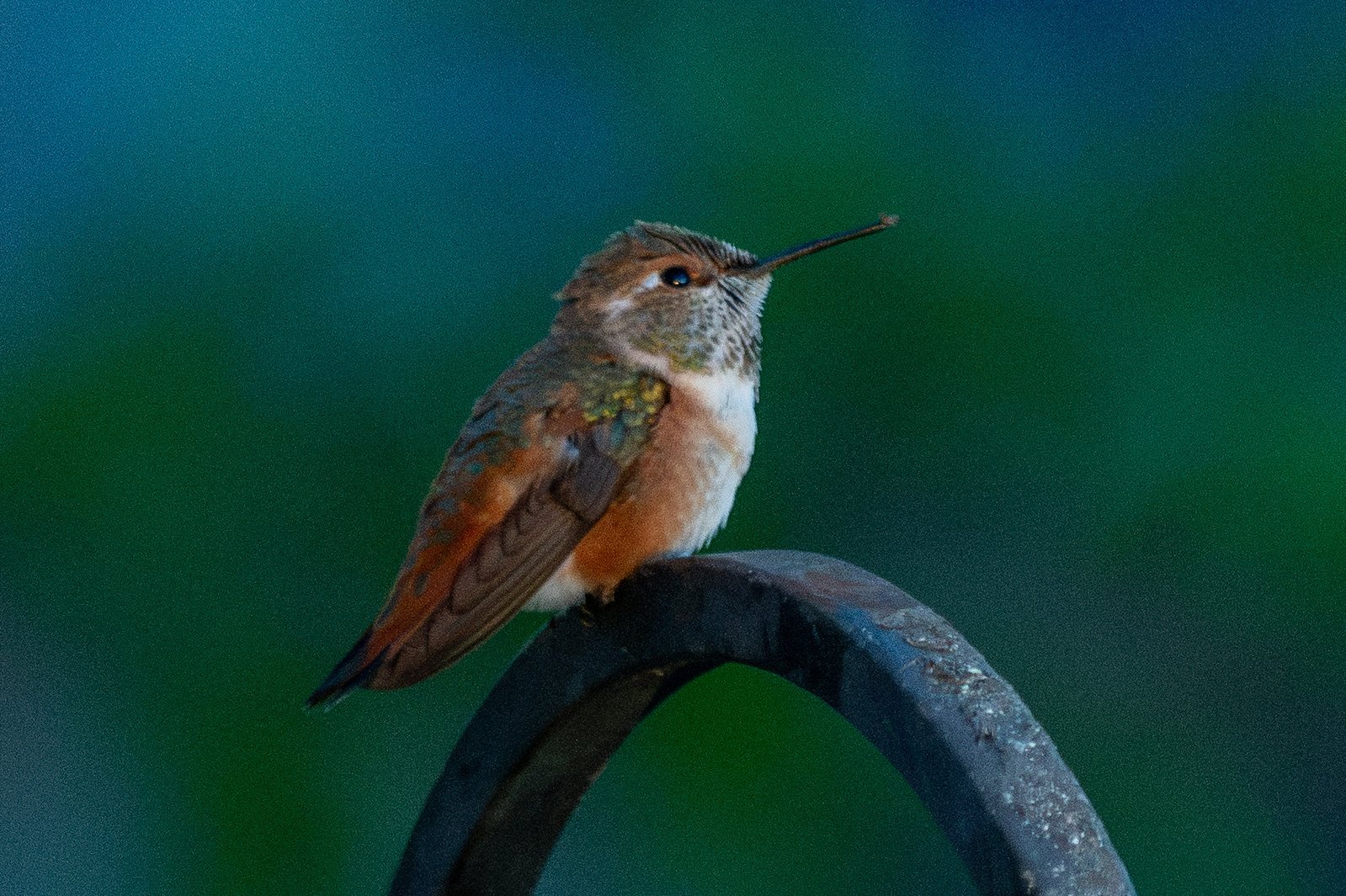 Rufous Hummingbird (Selasphorus rufus)