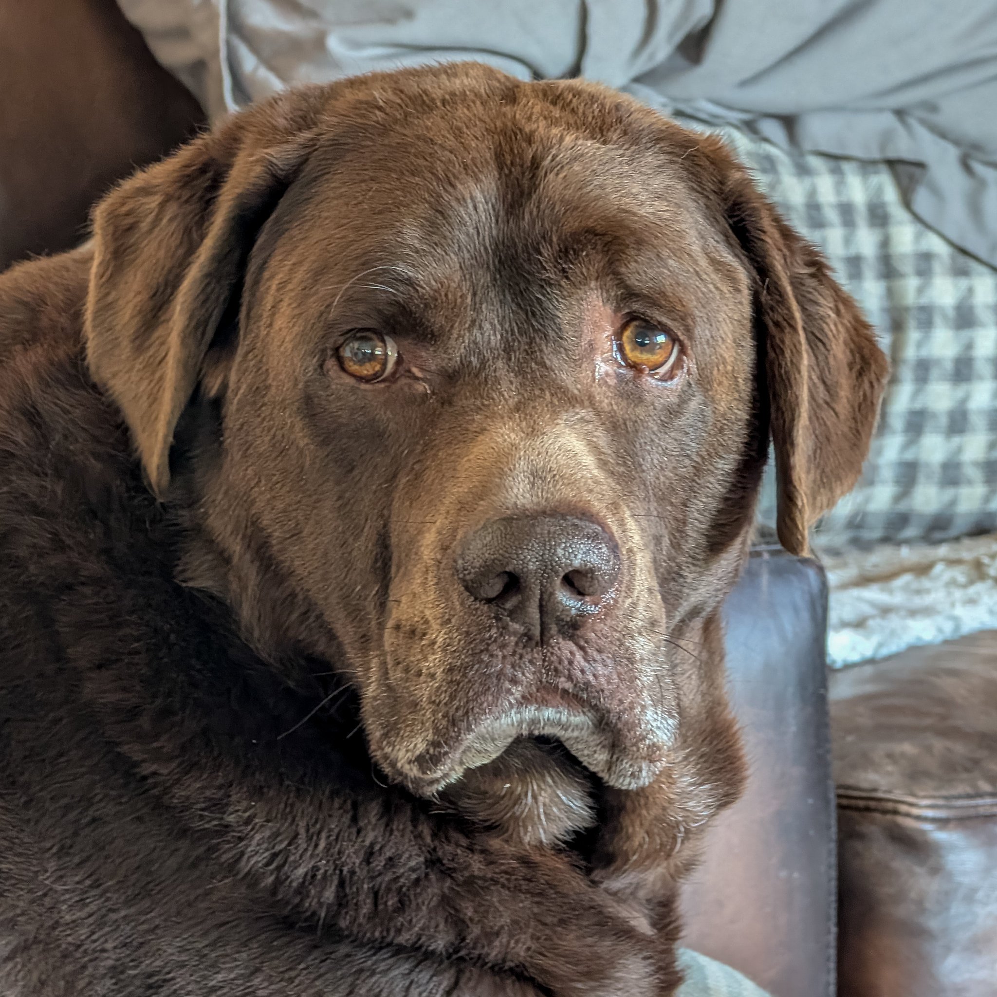 Diesel Bear almost 10 yrs