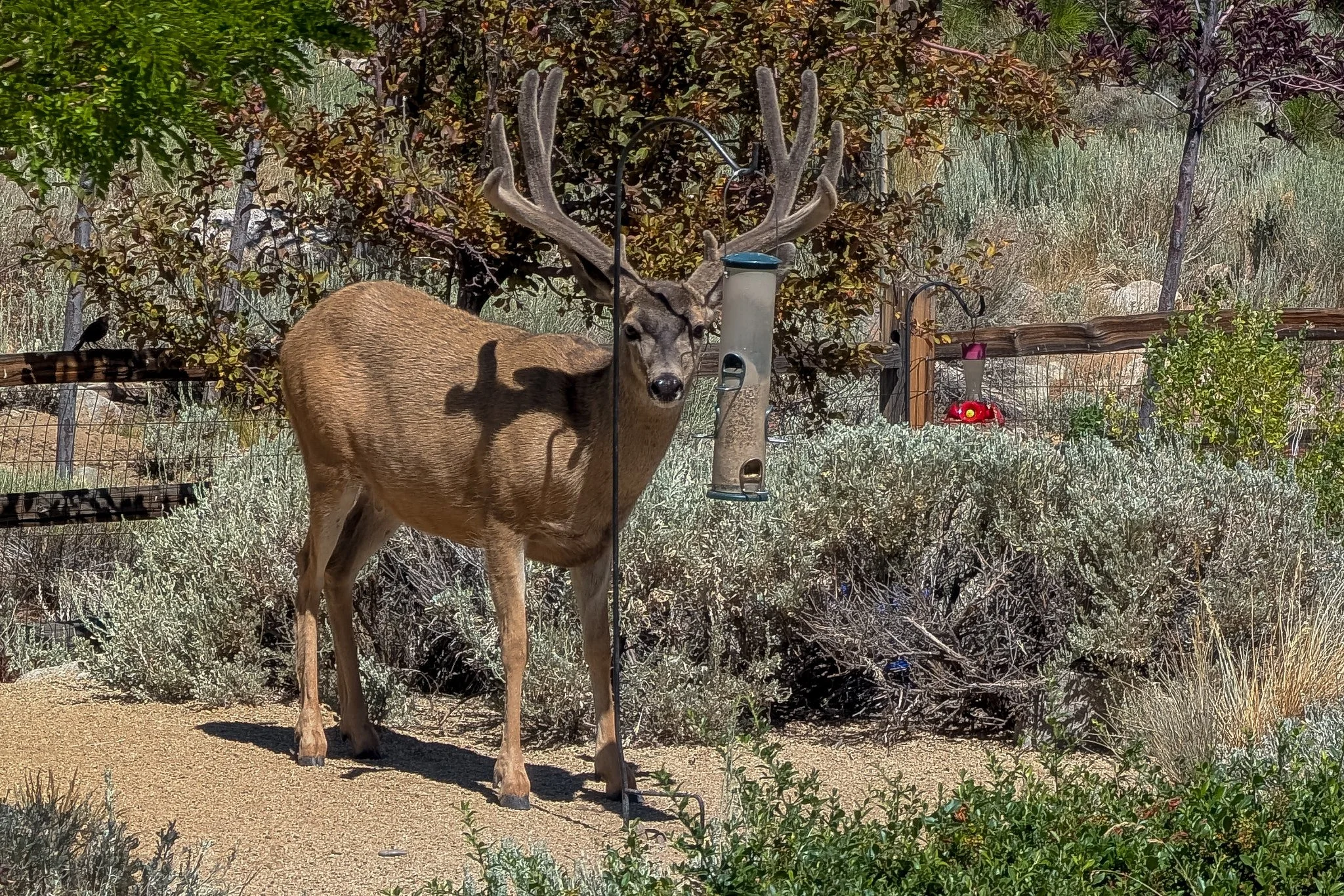 Mule Deer (Odocoileus hemionus)