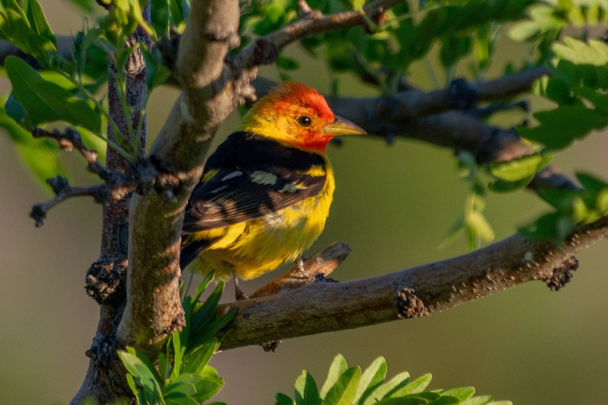 Western Tanager (Piranga ludoviciana)