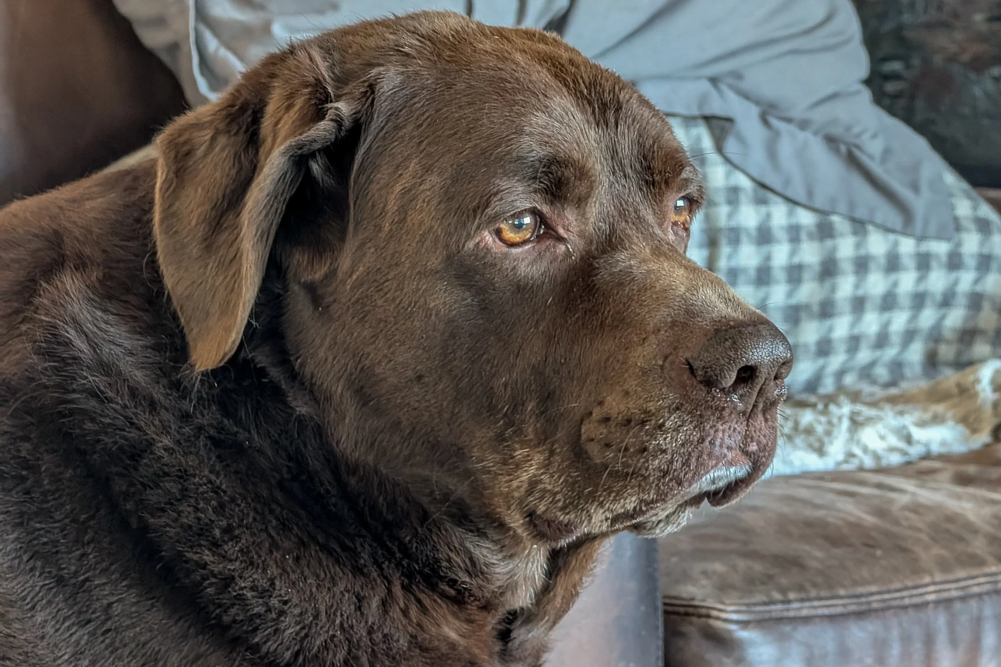 Diesel Bear