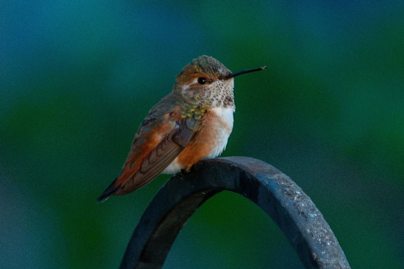 Rufous Hummingbird (Selasphorus rufus)