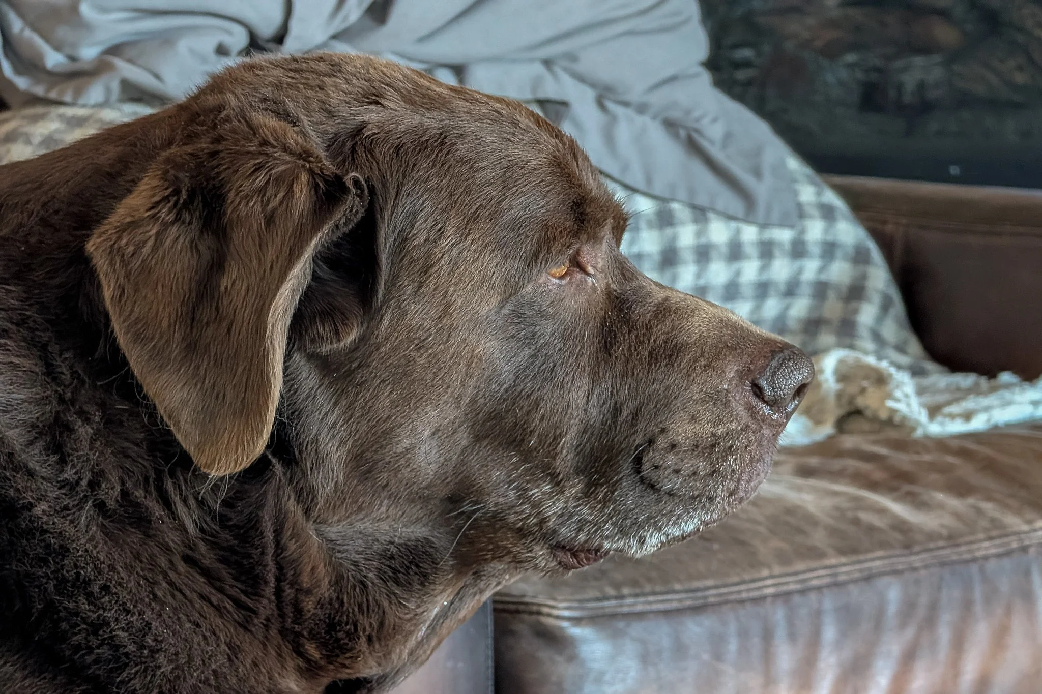 Diesel Bear