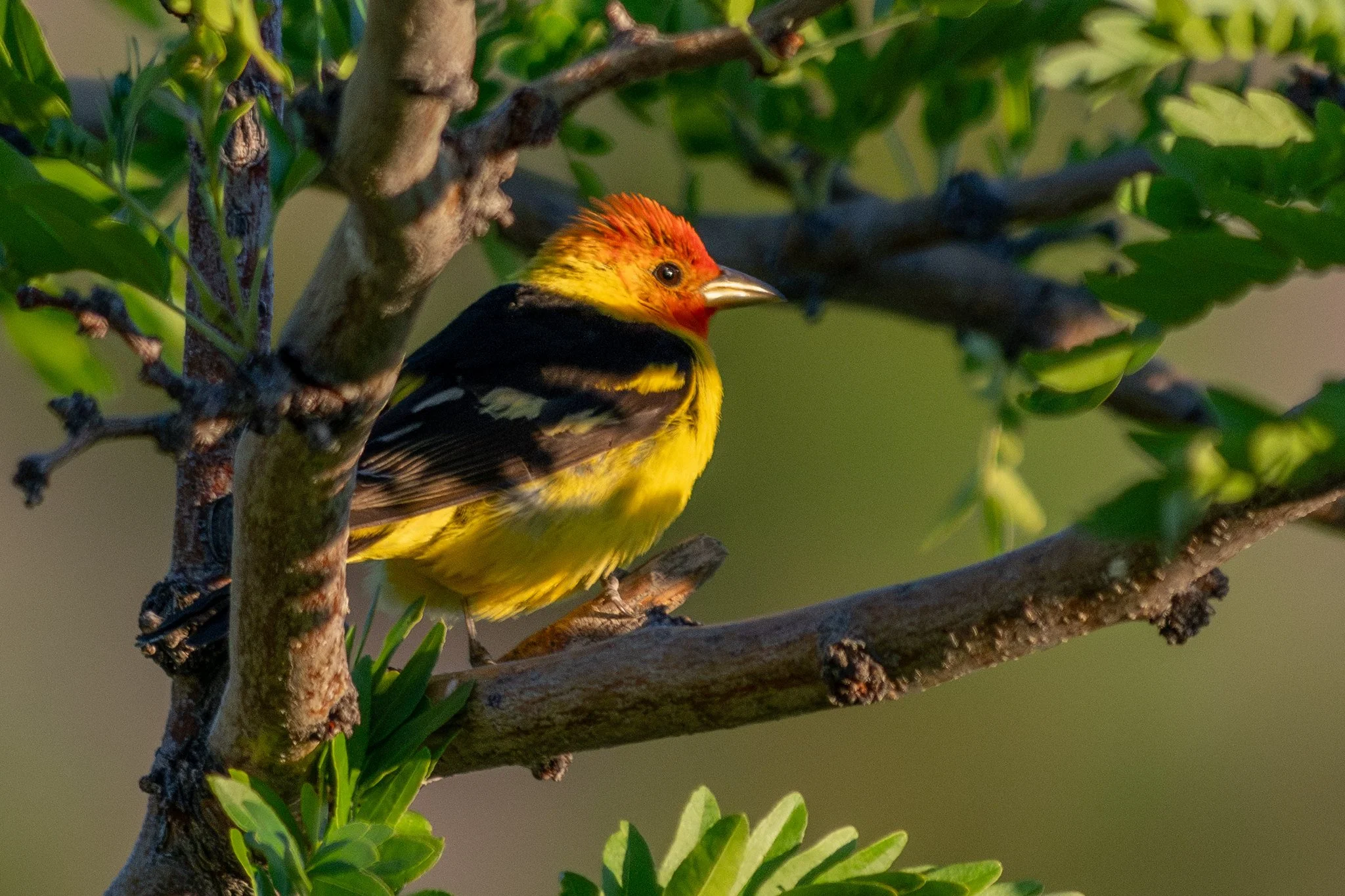 Western Tanager (Piranga ludoviciana)