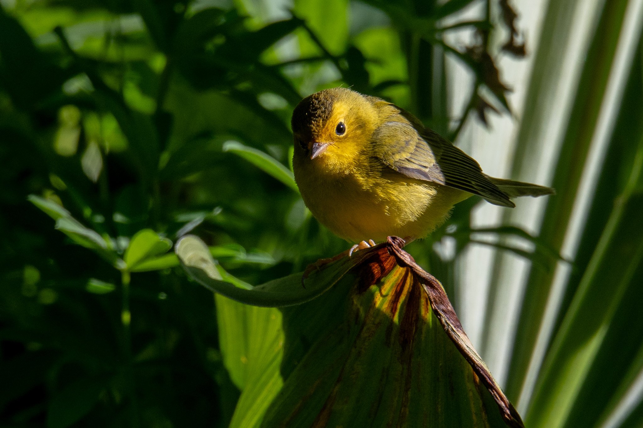 Wilson's Warbler (Cardellina pusilla)