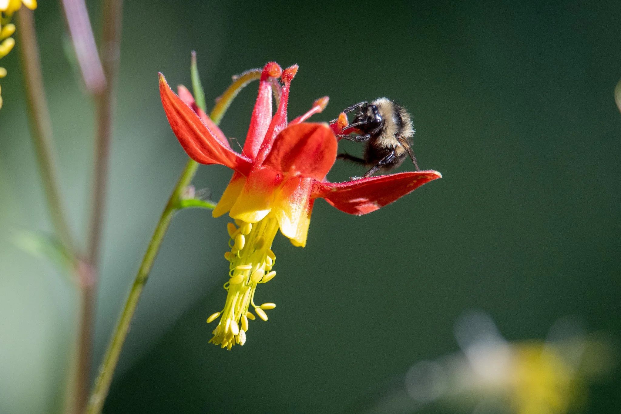 Western bumblebee (Bombus occidentalis) on Western Columbine (Aquilegia formosa)