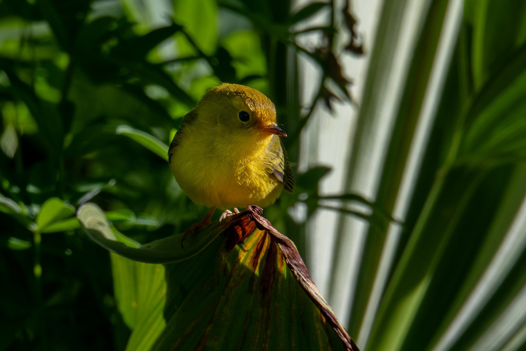 Wilson's Warbler (Cardellina pusilla)