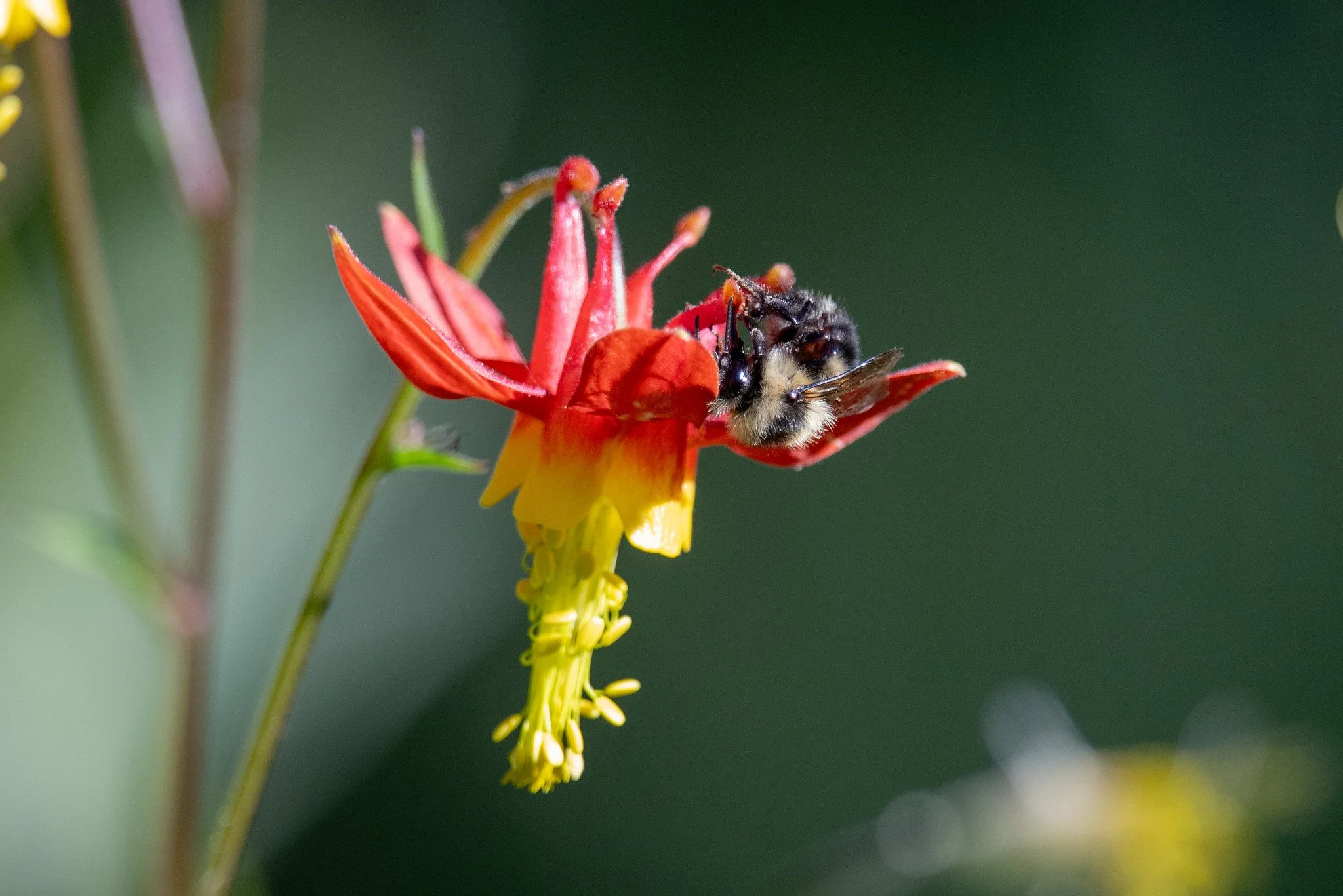 Western bumblebee (Bombus occidentalis) on Western Columbine (Aquilegia formosa)