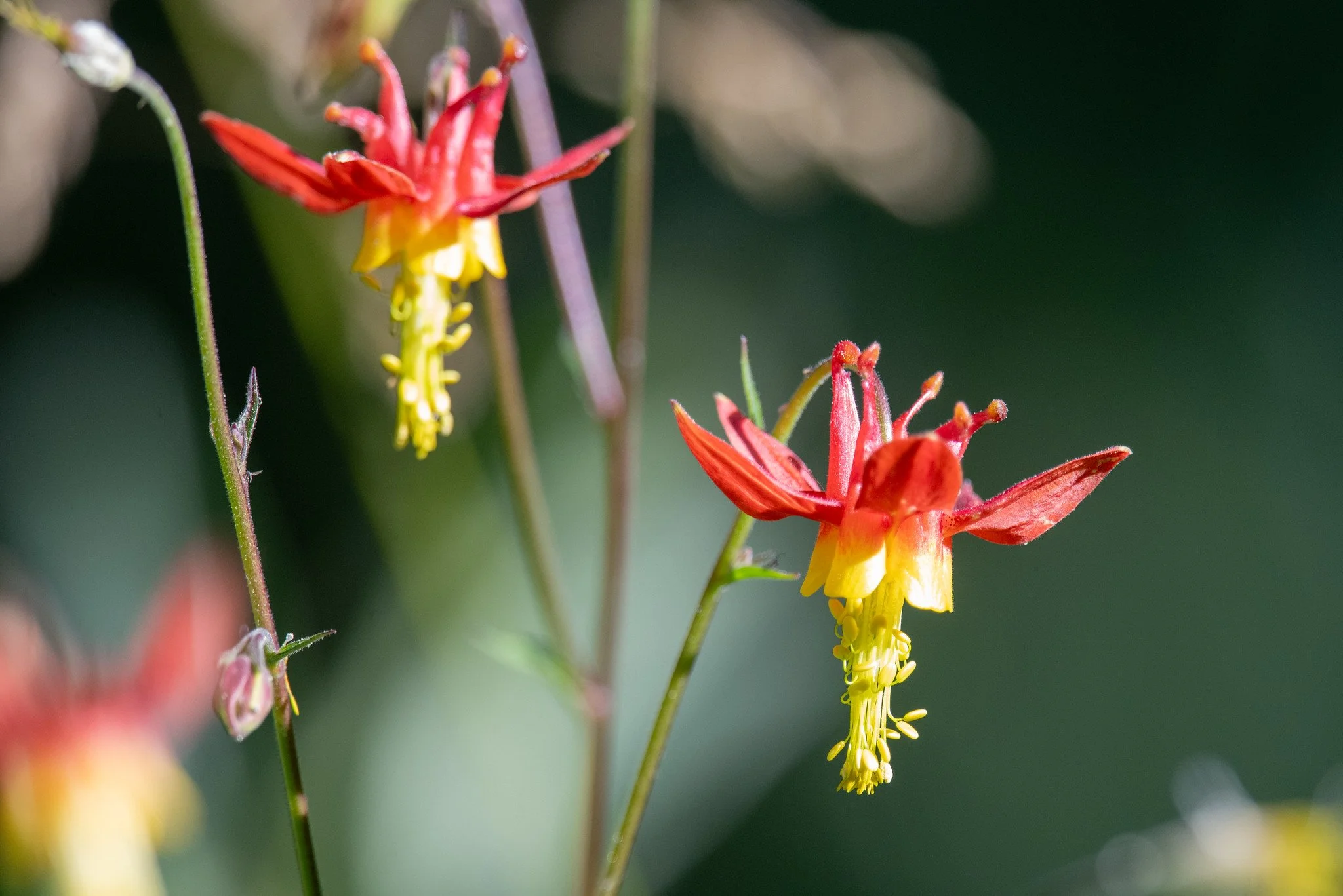 Western Columbine (Aquilegia formosa)