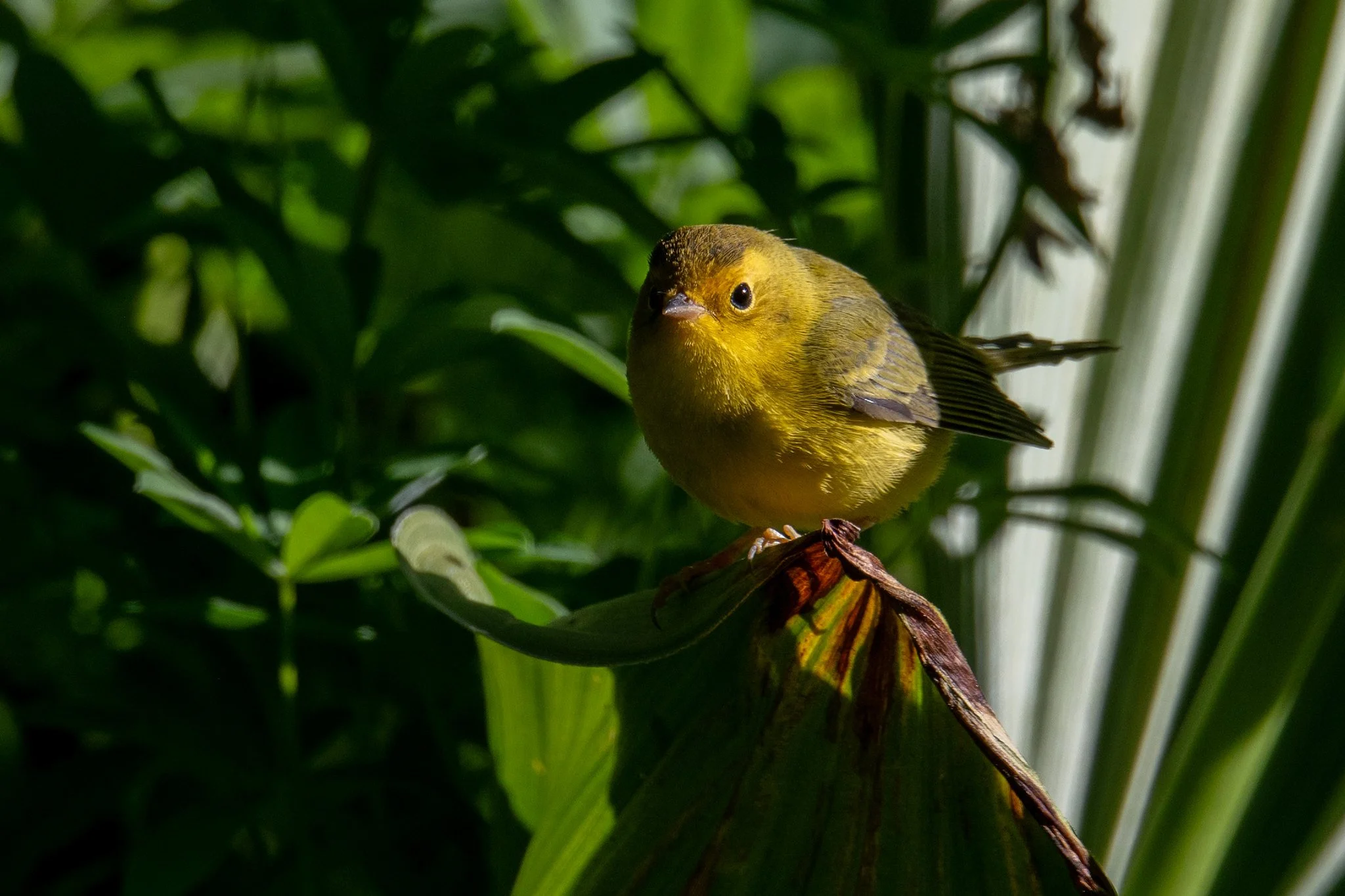 Wilson's Warbler (Cardellina pusilla)