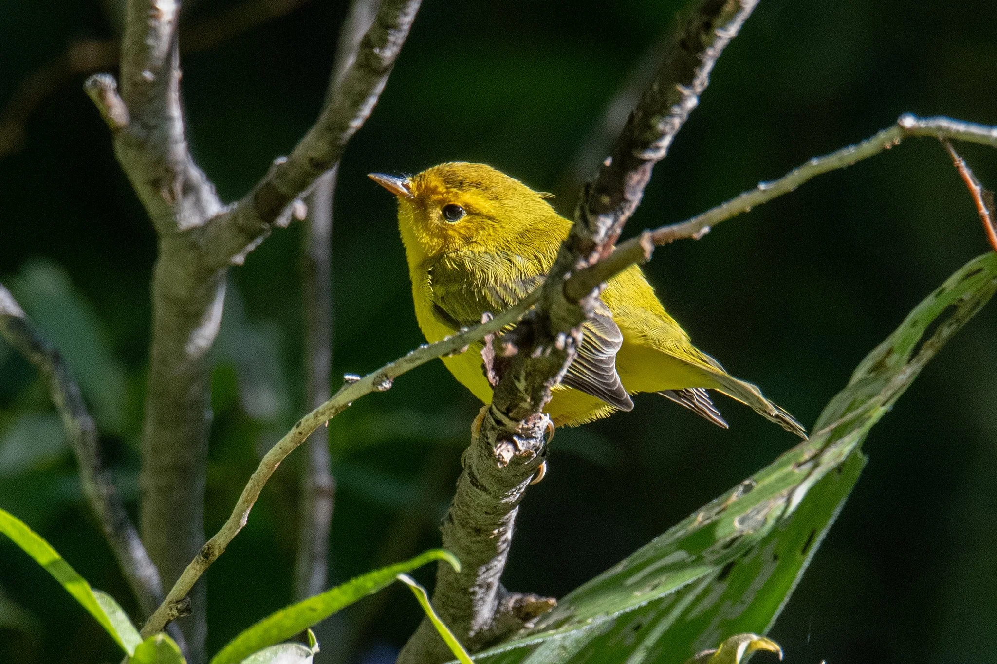 Wilson's Warbler (Cardellina pusilla)