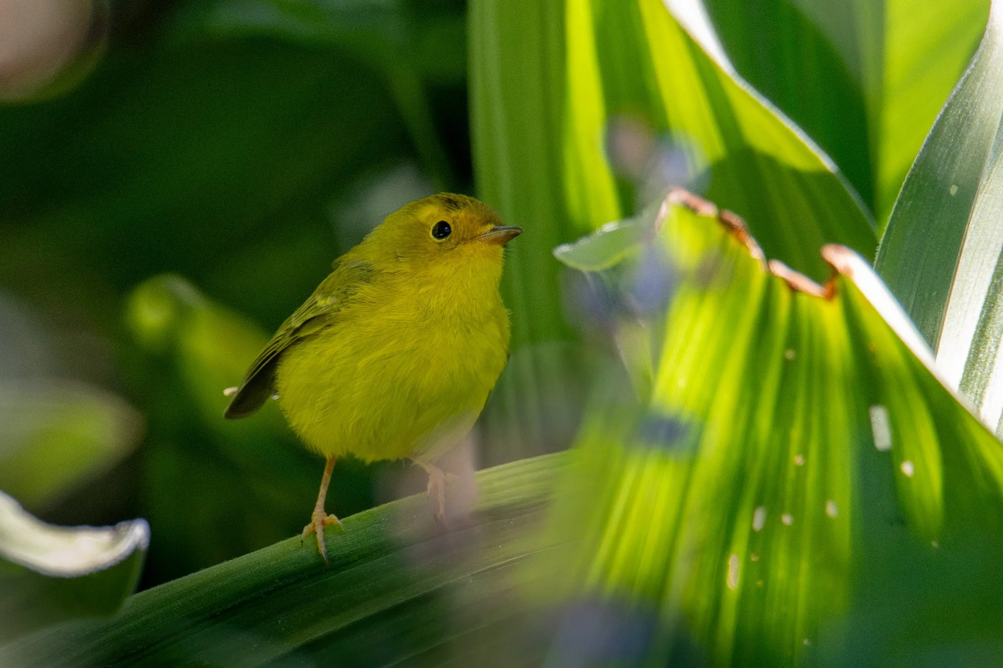 Wilson's Warbler (Cardellina pusilla)