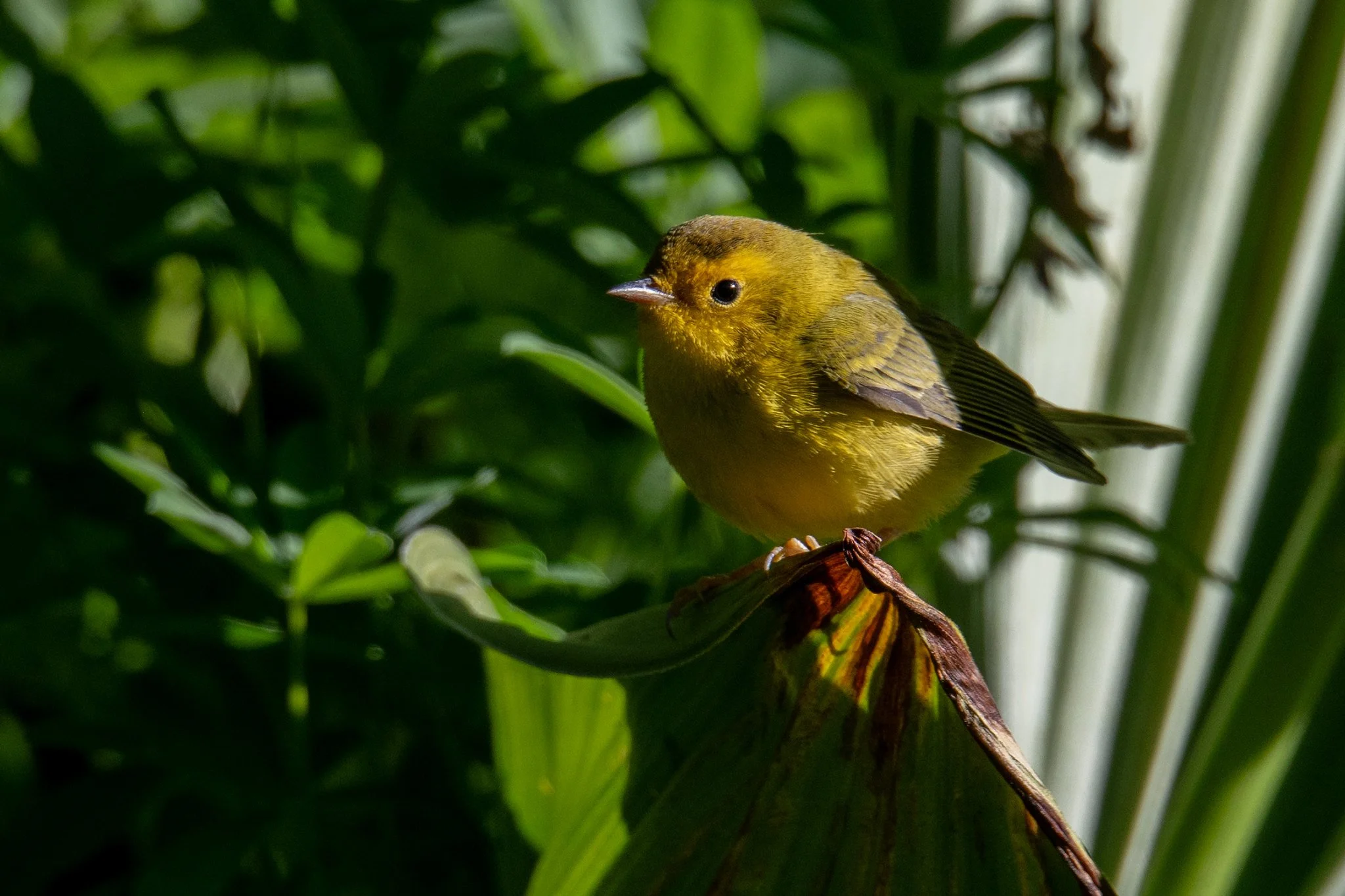 Wilson's Warbler (Cardellina pusilla)
