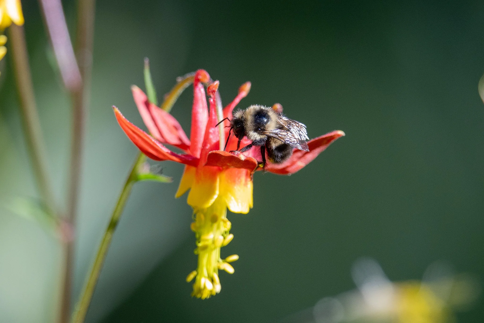 Western bumblebee (Bombus occidentalis) on Western Columbine (Aquilegia formosa)