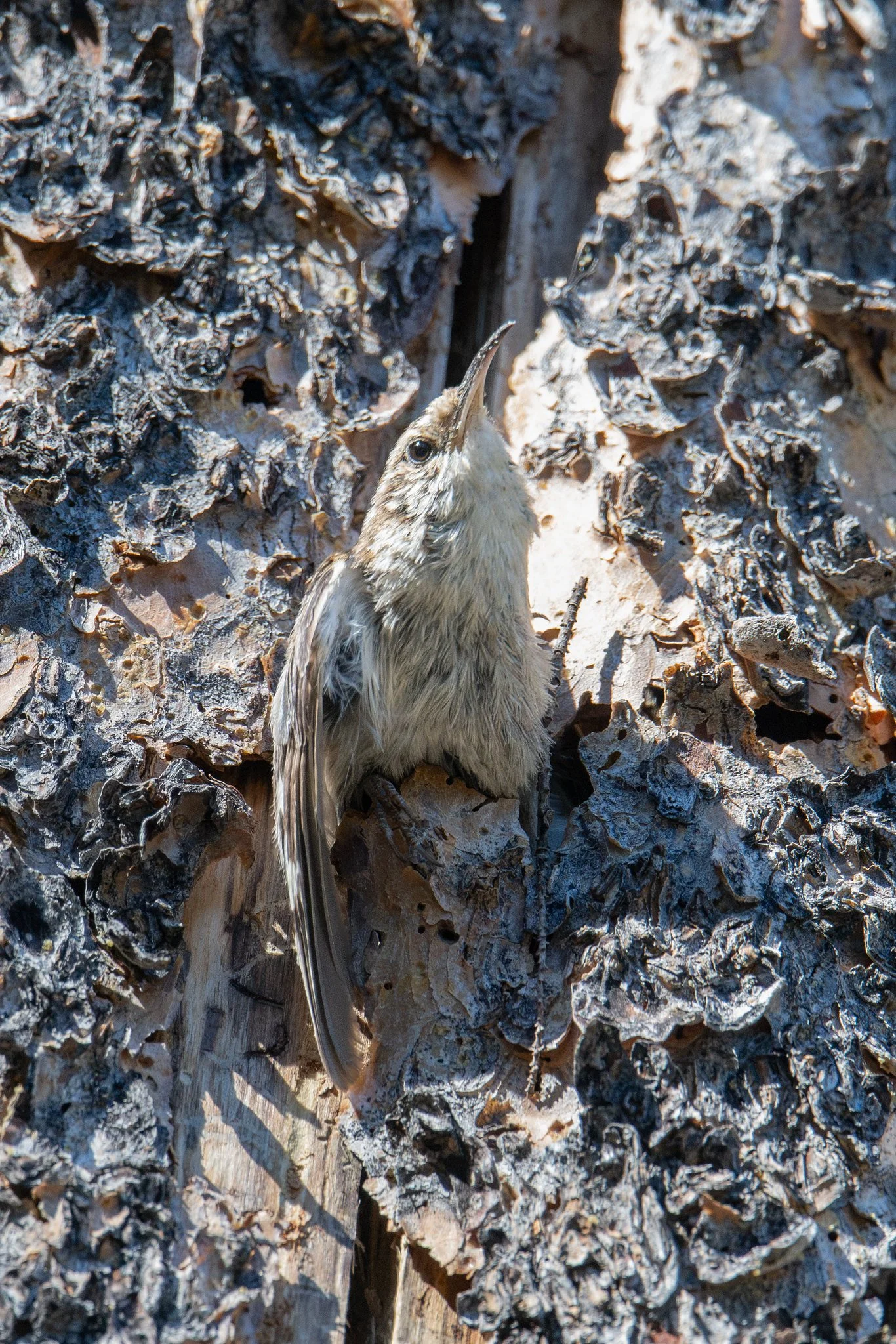Brown Creeper (Certhia americana)