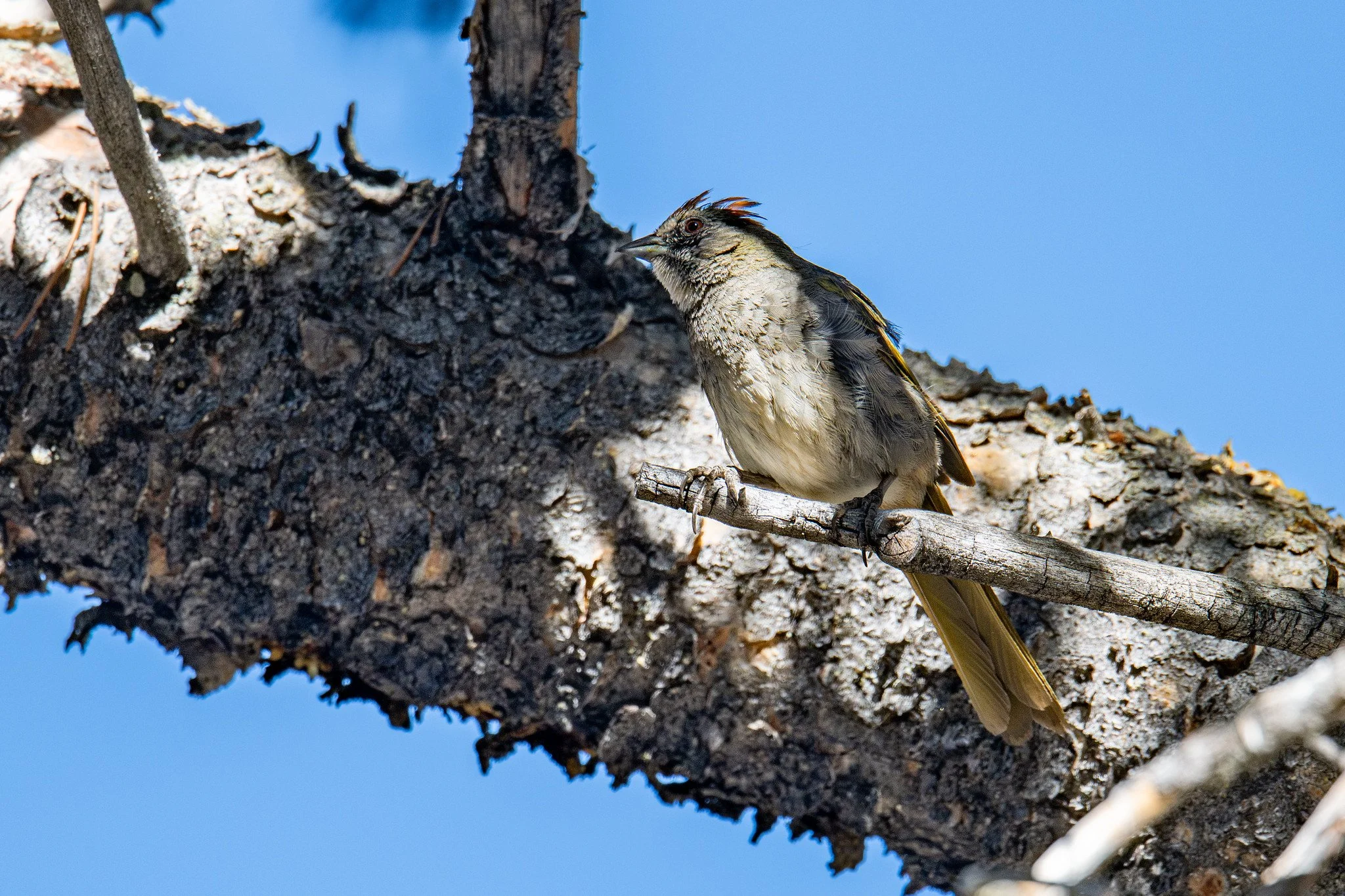 Green-tailed Towhee (Pipilo chlorurus)
