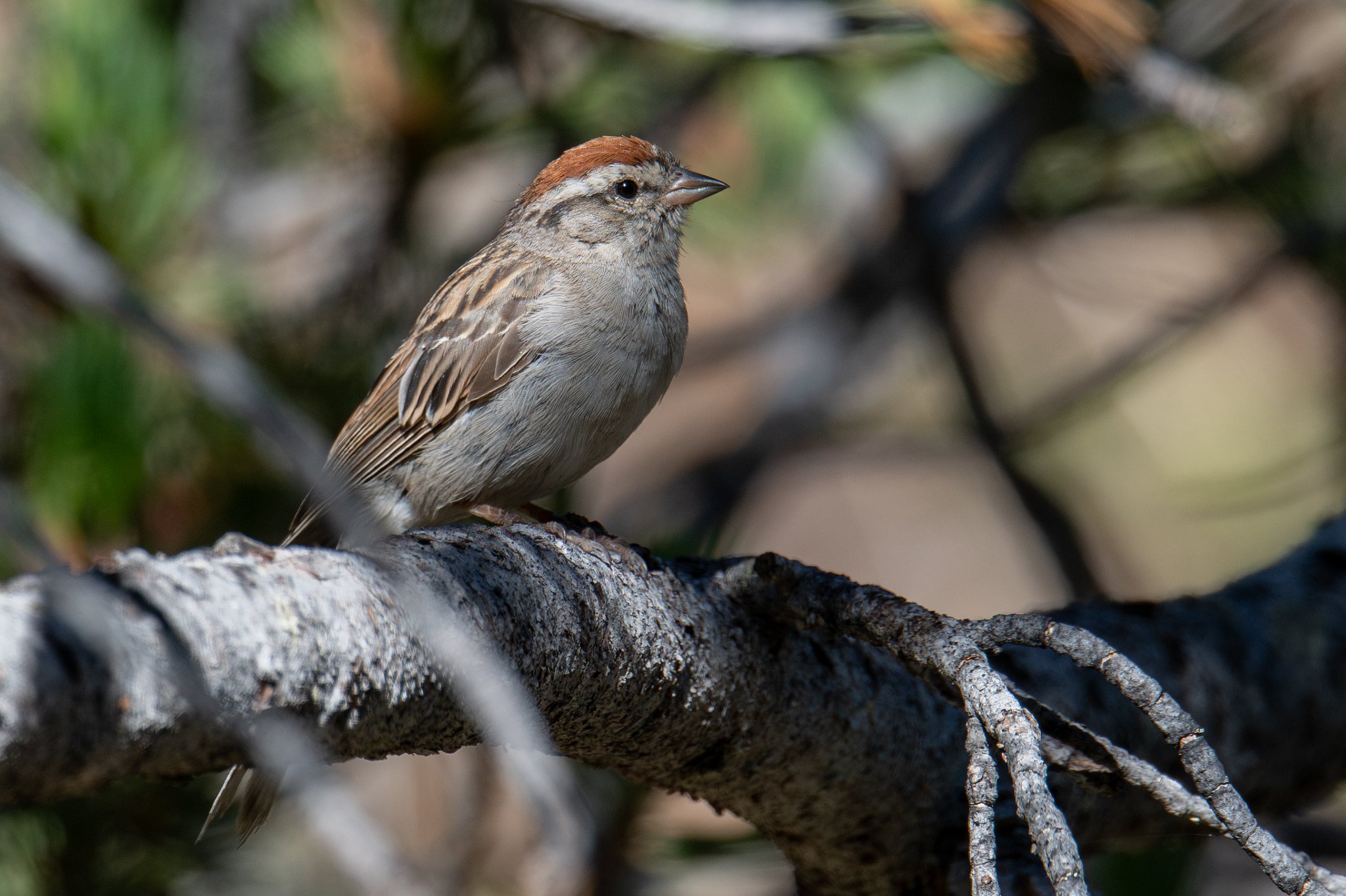 Chipping Sparrow (Spizella passerina)