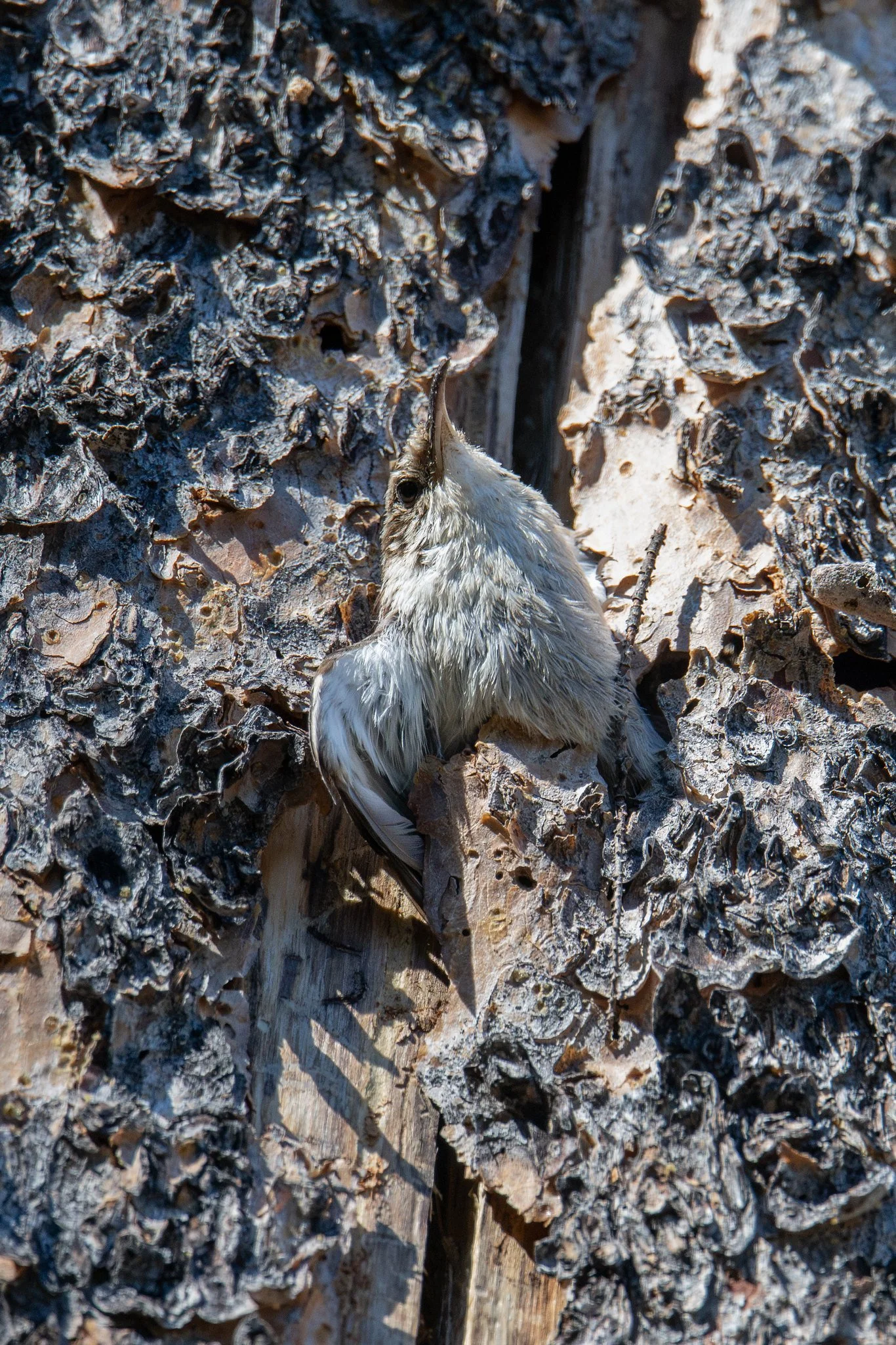 Brown Creeper (Certhia americana)