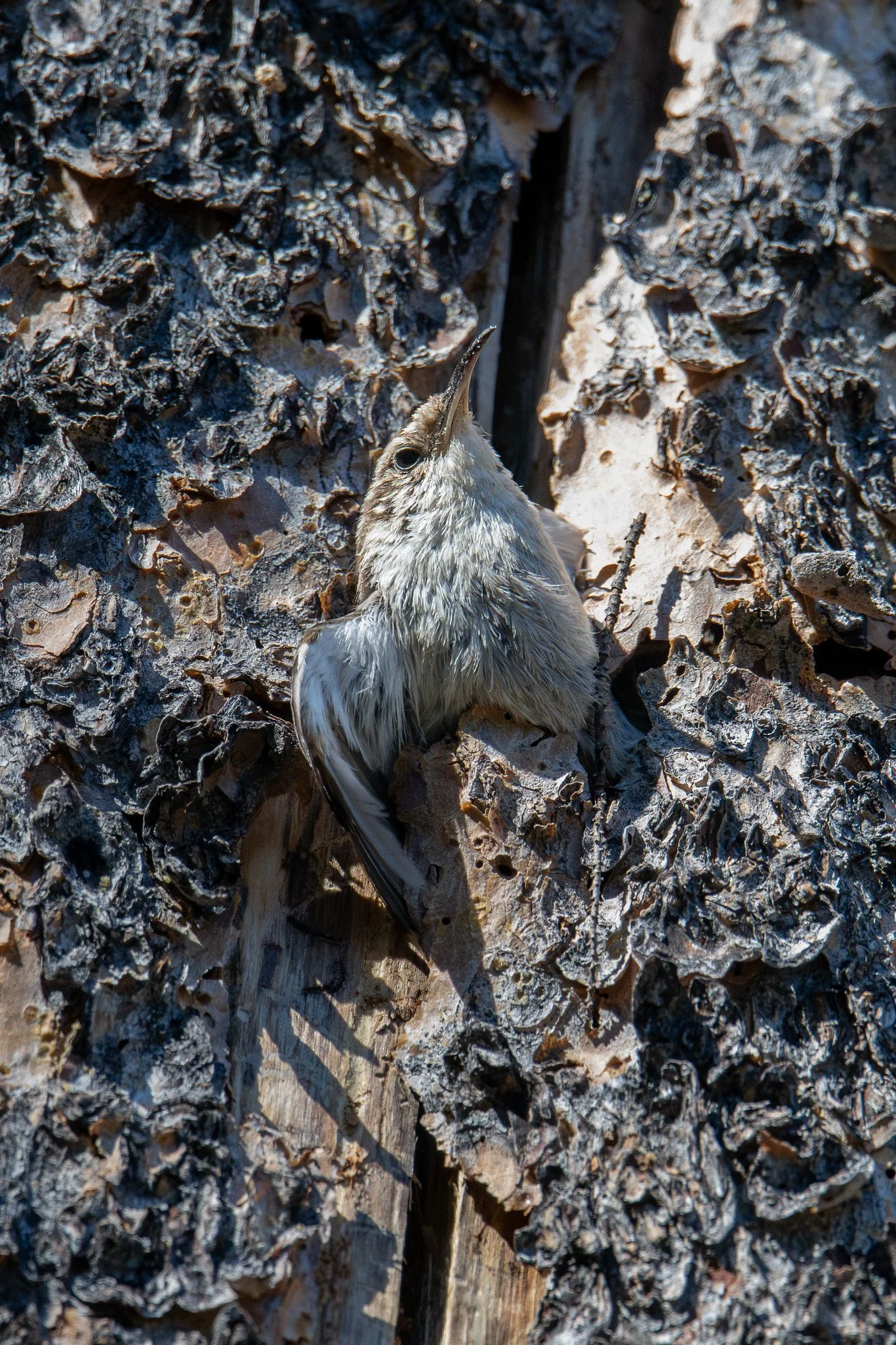 Brown Creeper (Certhia americana)