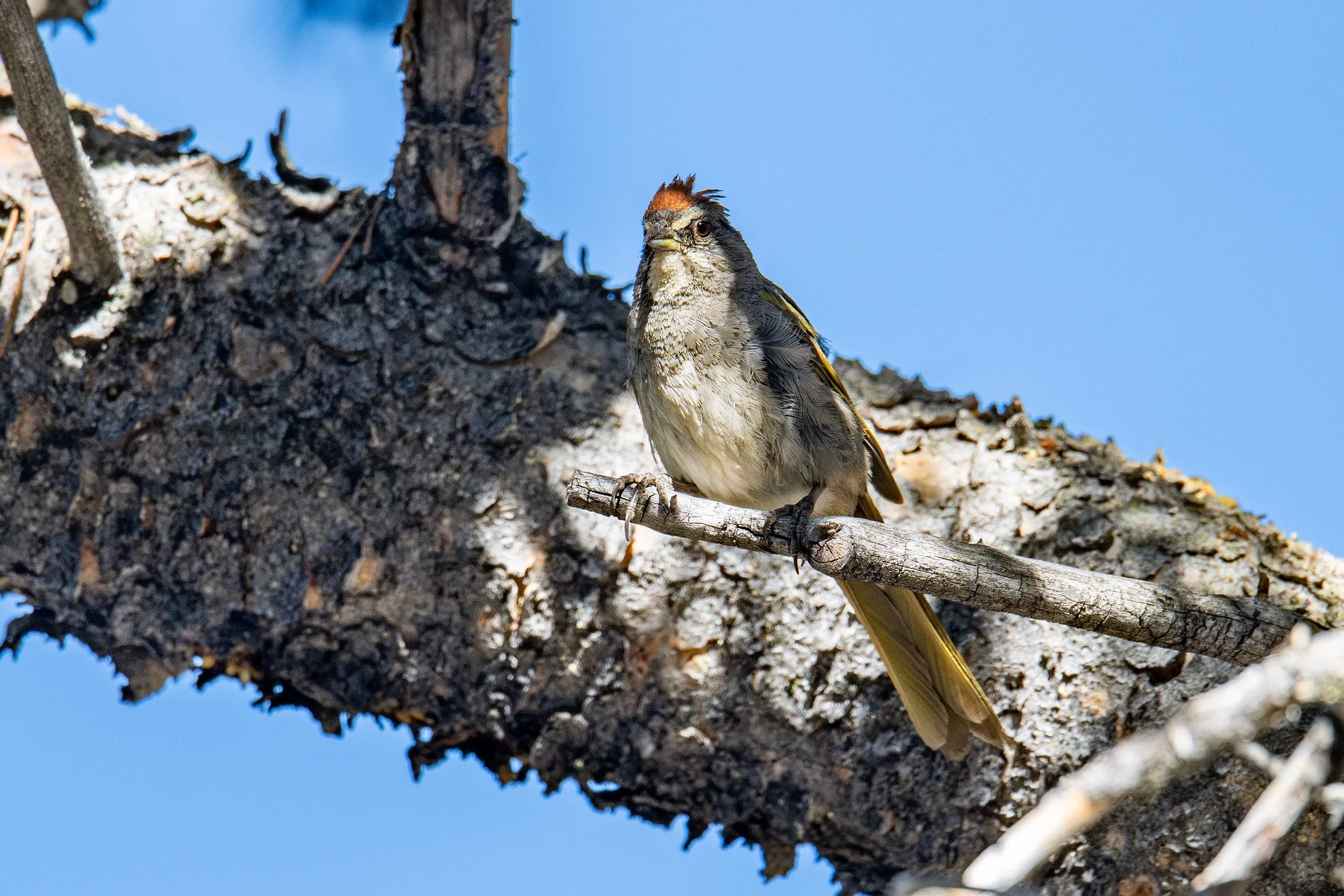 Green-tailed Towhee (Pipilo chlorurus)