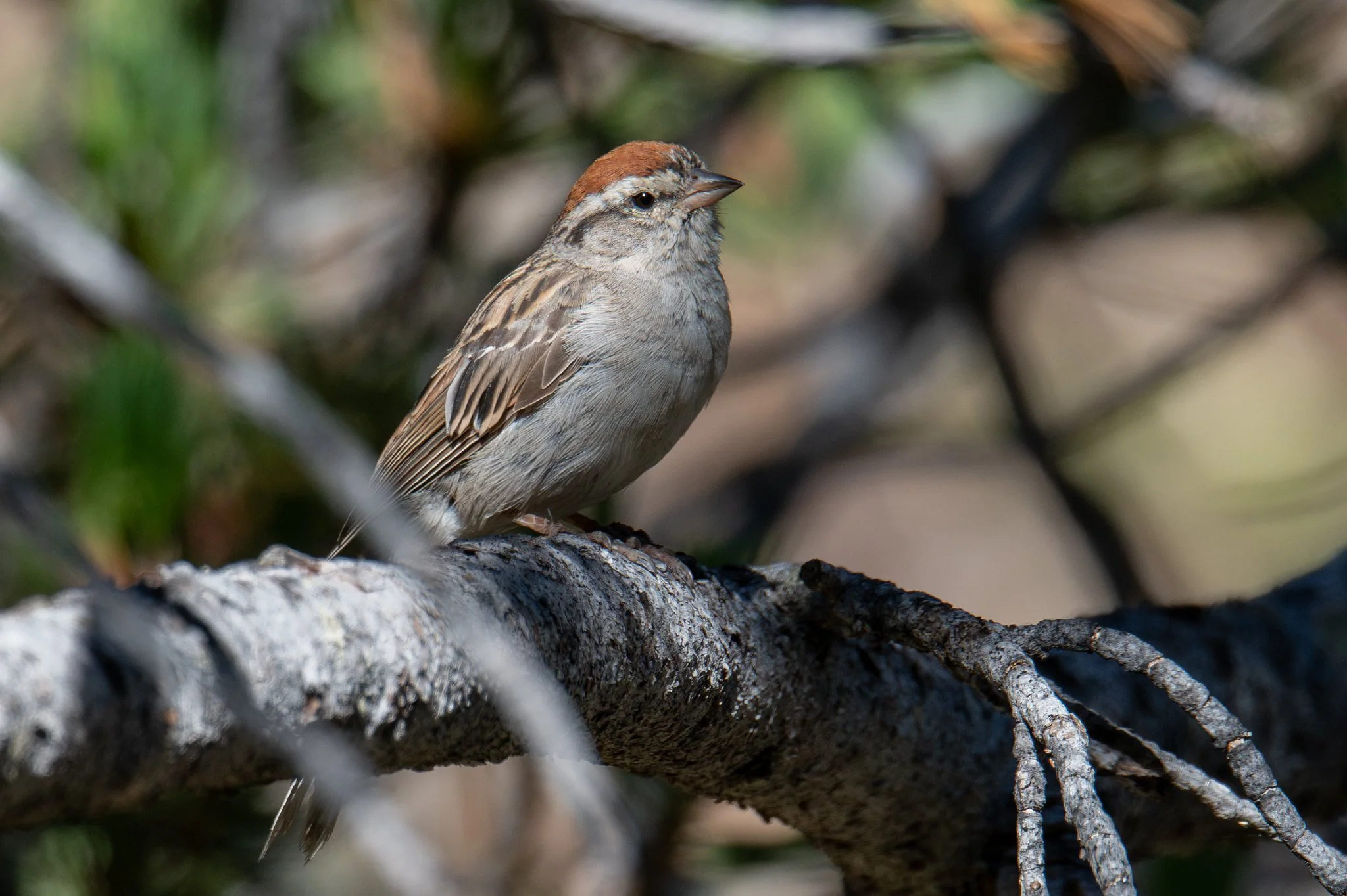 Chipping Sparrow (Spizella passerina)