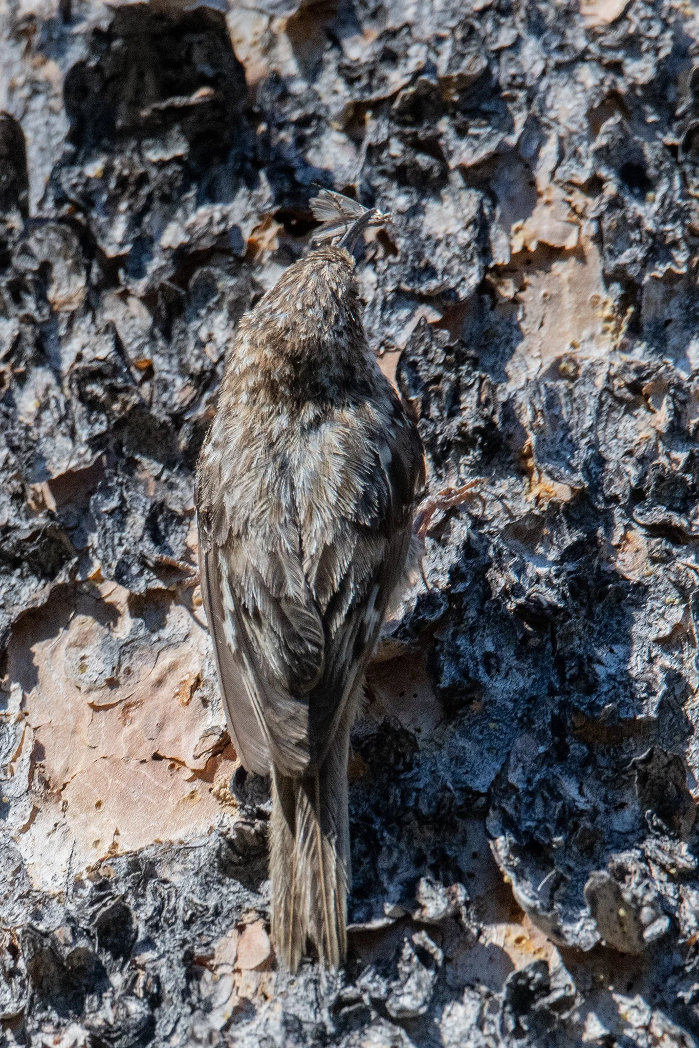 Brown Creeper (Certhia americana)