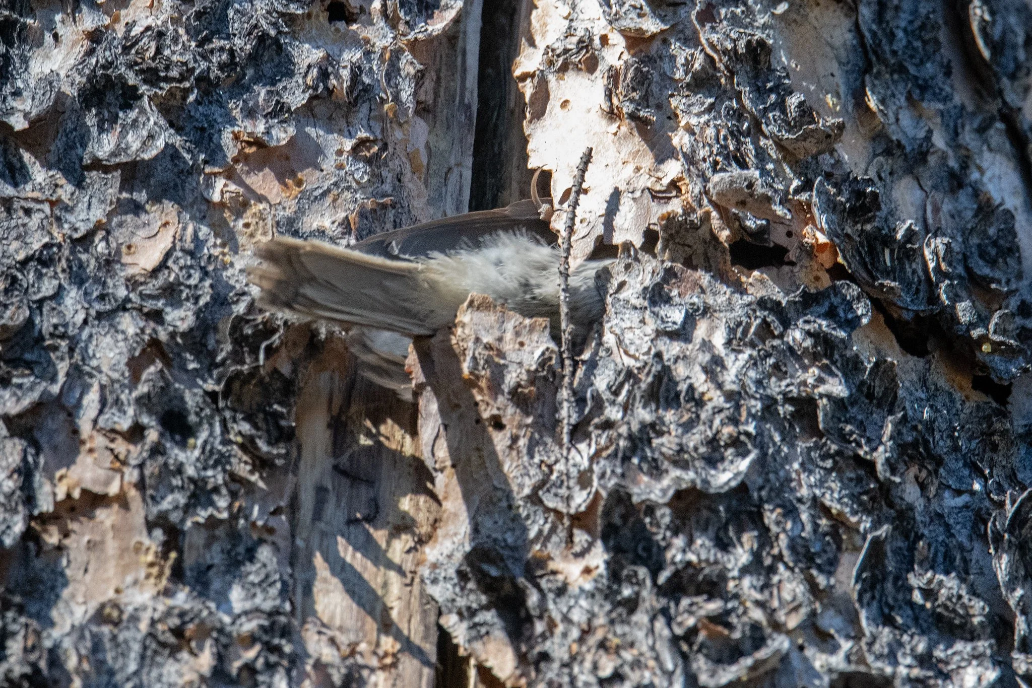 Brown Creeper (Certhia americana)