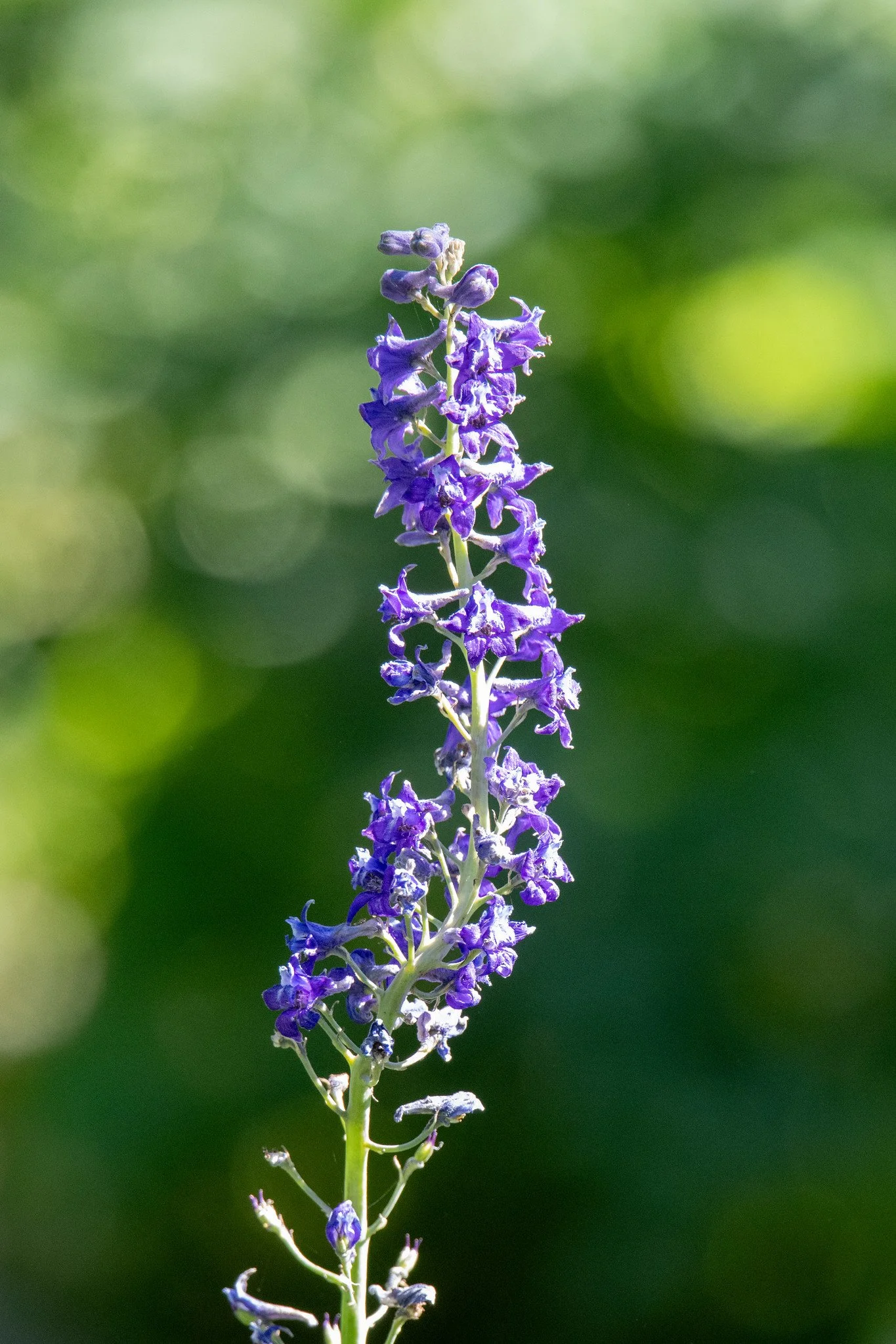 Blue Larkspur  (Delphinium exaltatum)