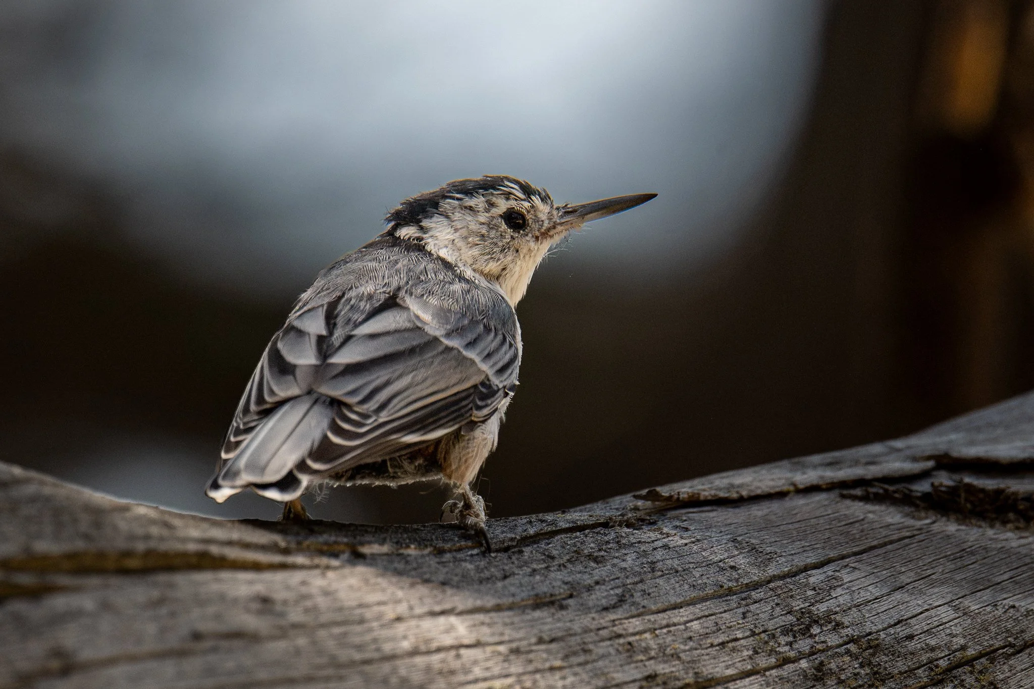 White-breasted Nuthatch (Sitta carolinensis)