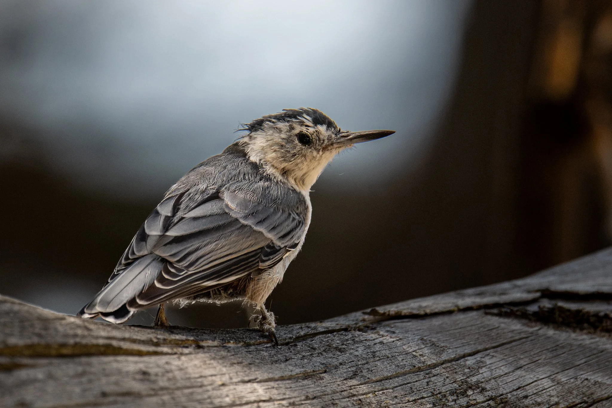 White-breasted Nuthatch (Sitta carolinensis)