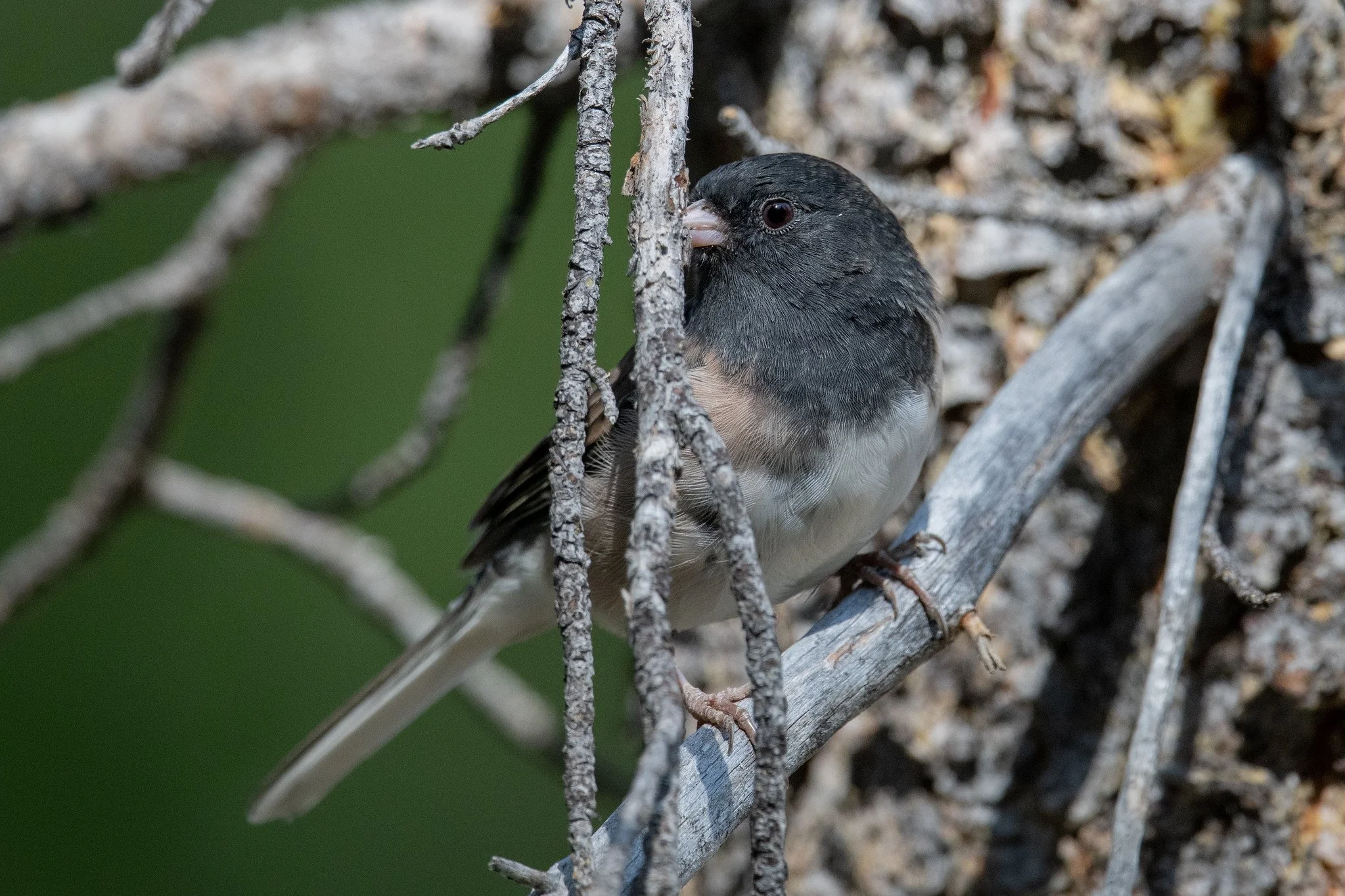 Dark-eyed Junco, Oregon (Junco hyemalis [oreganus Group])
