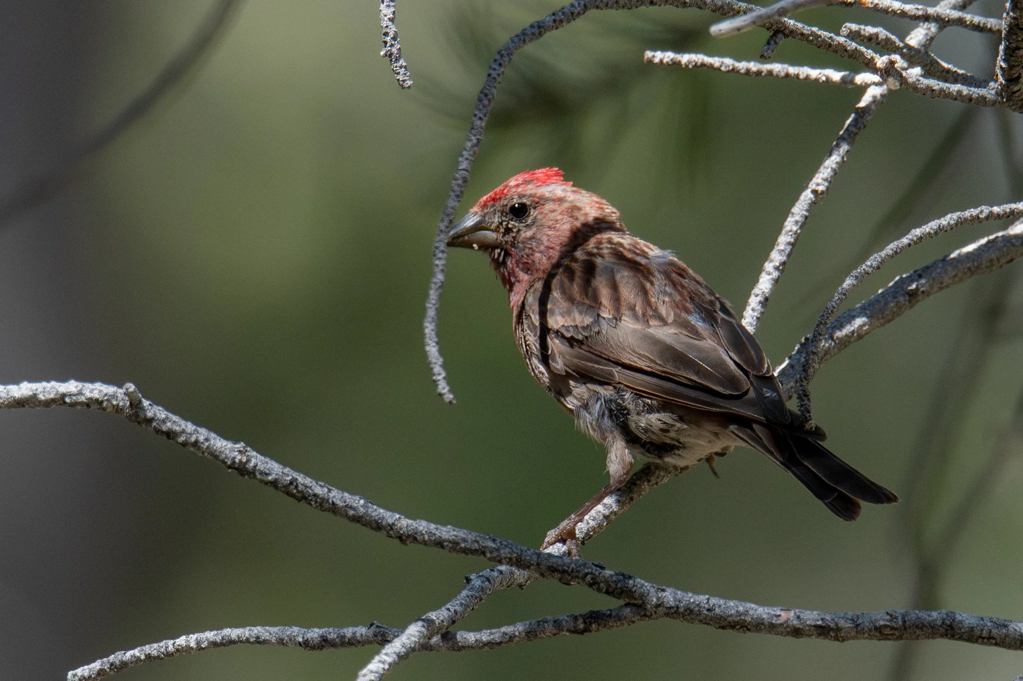 Cassin's Finch (Haemorhous cassinii)
