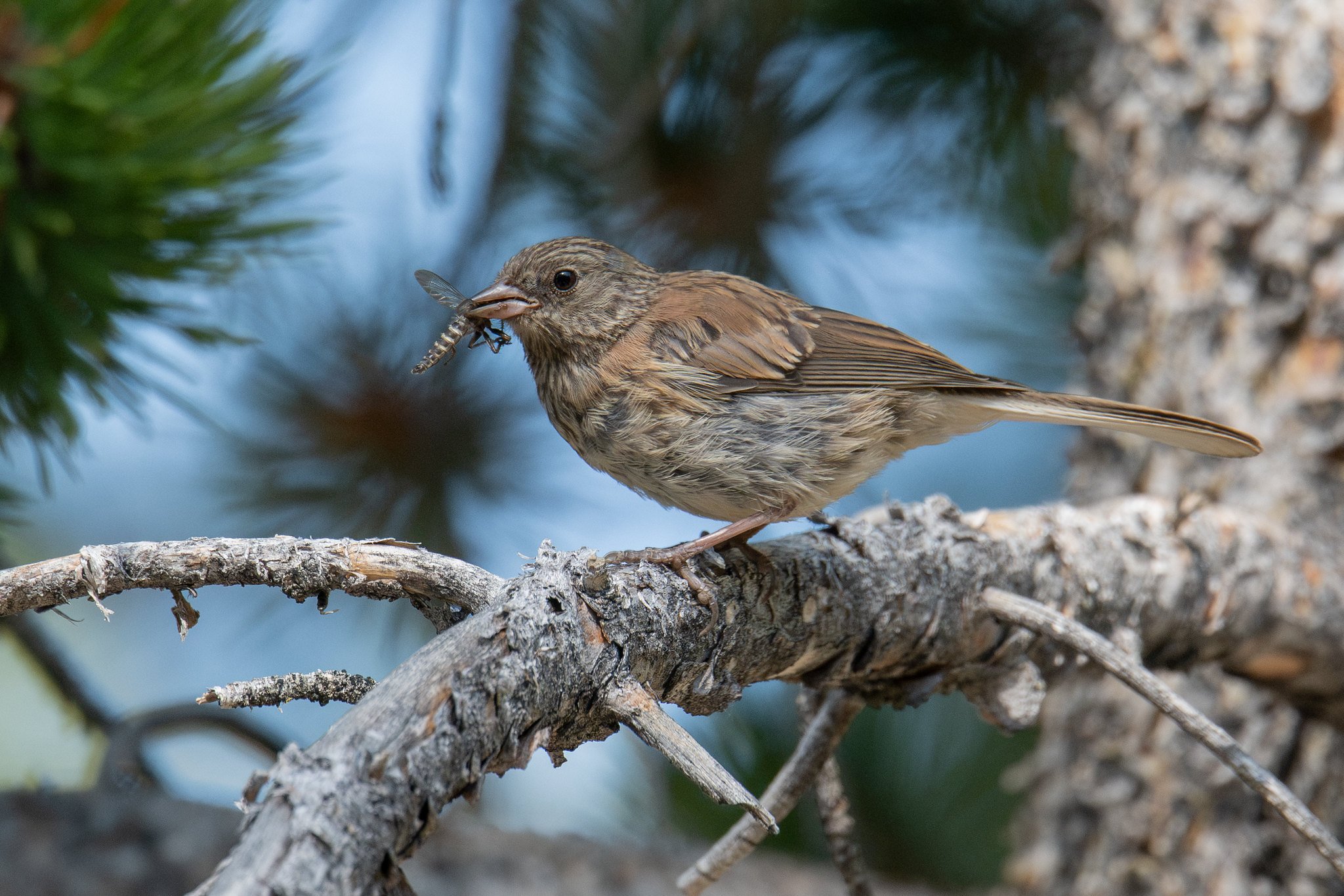 Dark-eyed Junco, immature Oregon (Junco hyemalis [oreganus Group])